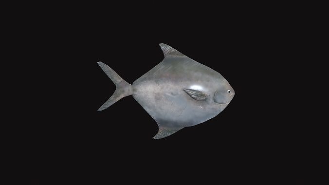 Rupchanda Fish Low-poly 3D model 6