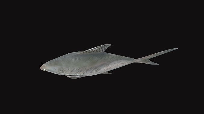 Rupchanda Fish Low-poly 3D model 7