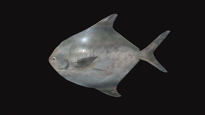 Rupchanda Fish Low-poly 3D model 4