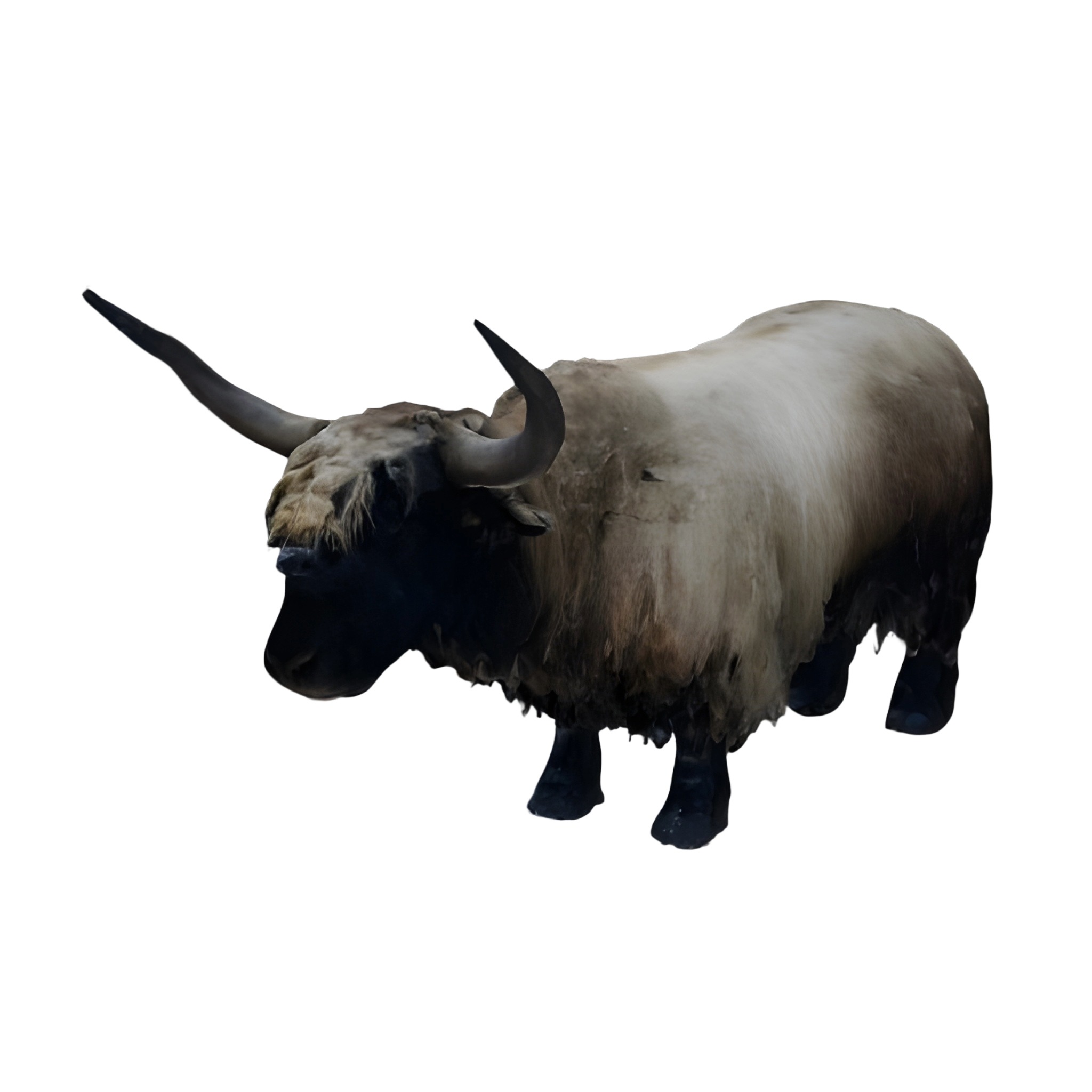 Highland Cattle Collection 3D print model_1