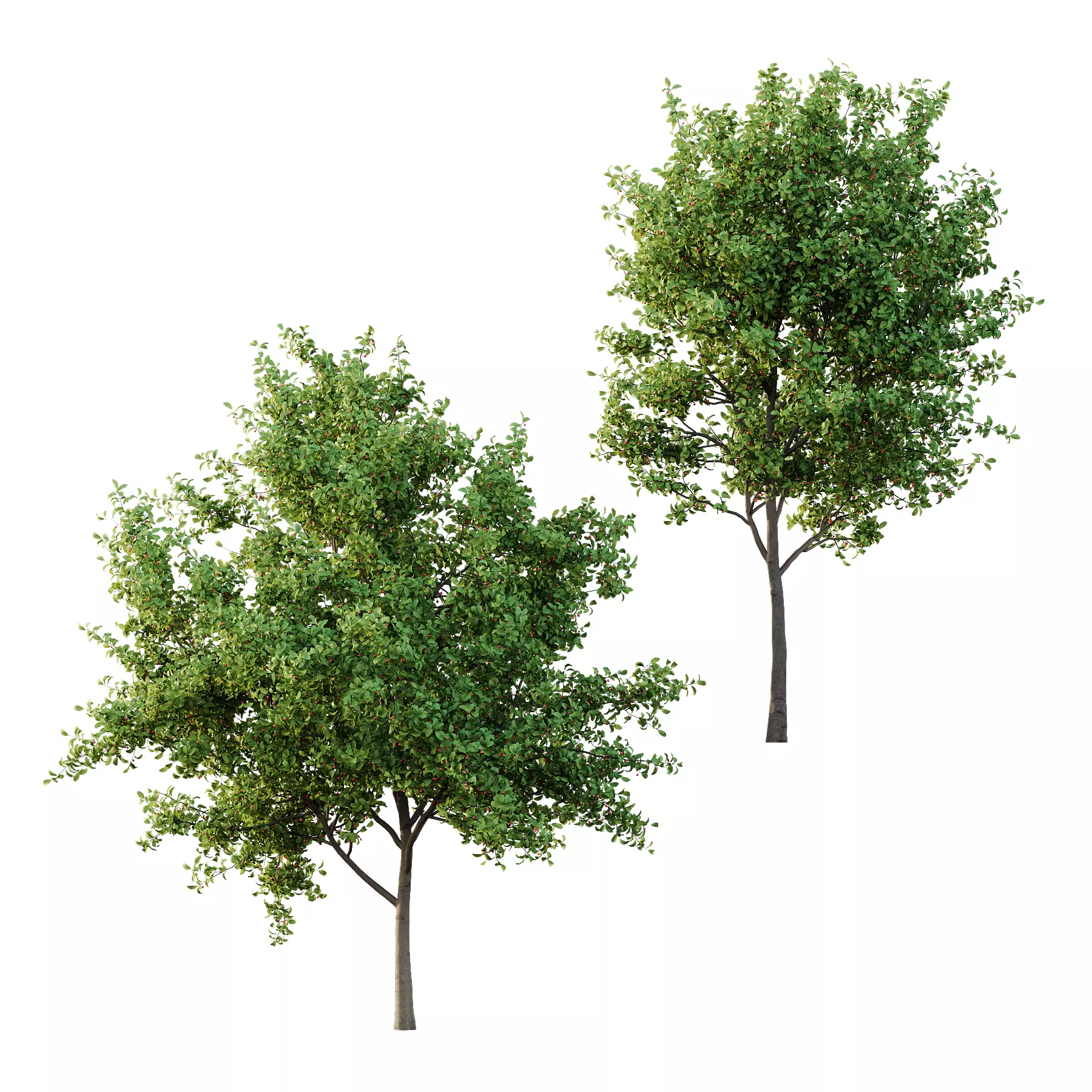 Ilex Mucronata Plant Mountain holly 01 2 trees 3D model