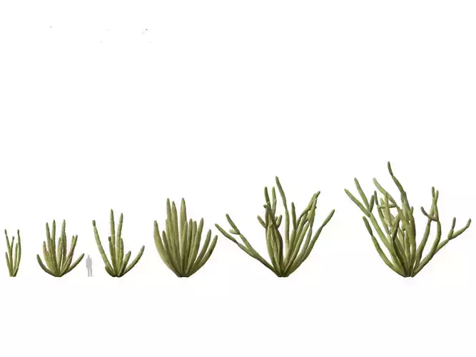HighpolyLow Poly - Stenocereus thurberi - organ pipe cactus Low-poly 3D model