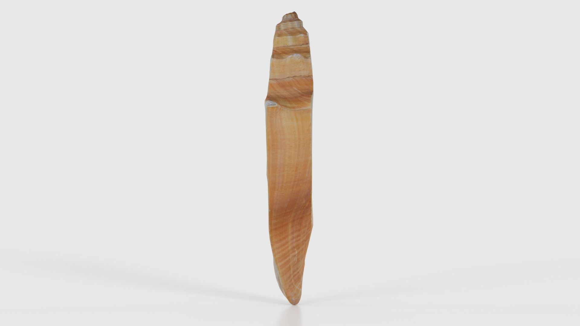 Cut Seashell Mollusk Low-poly 3D model_24