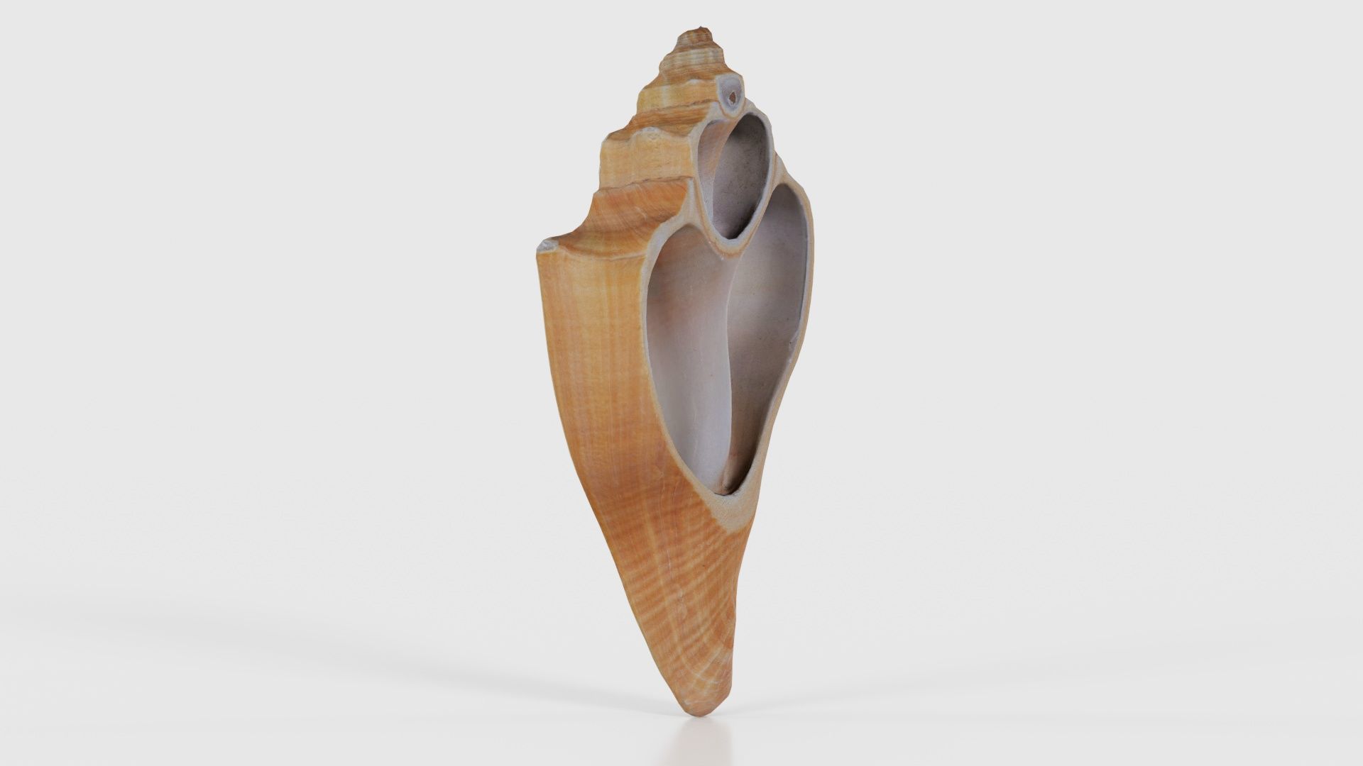 Cut Seashell Mollusk Low-poly 3D model_23
