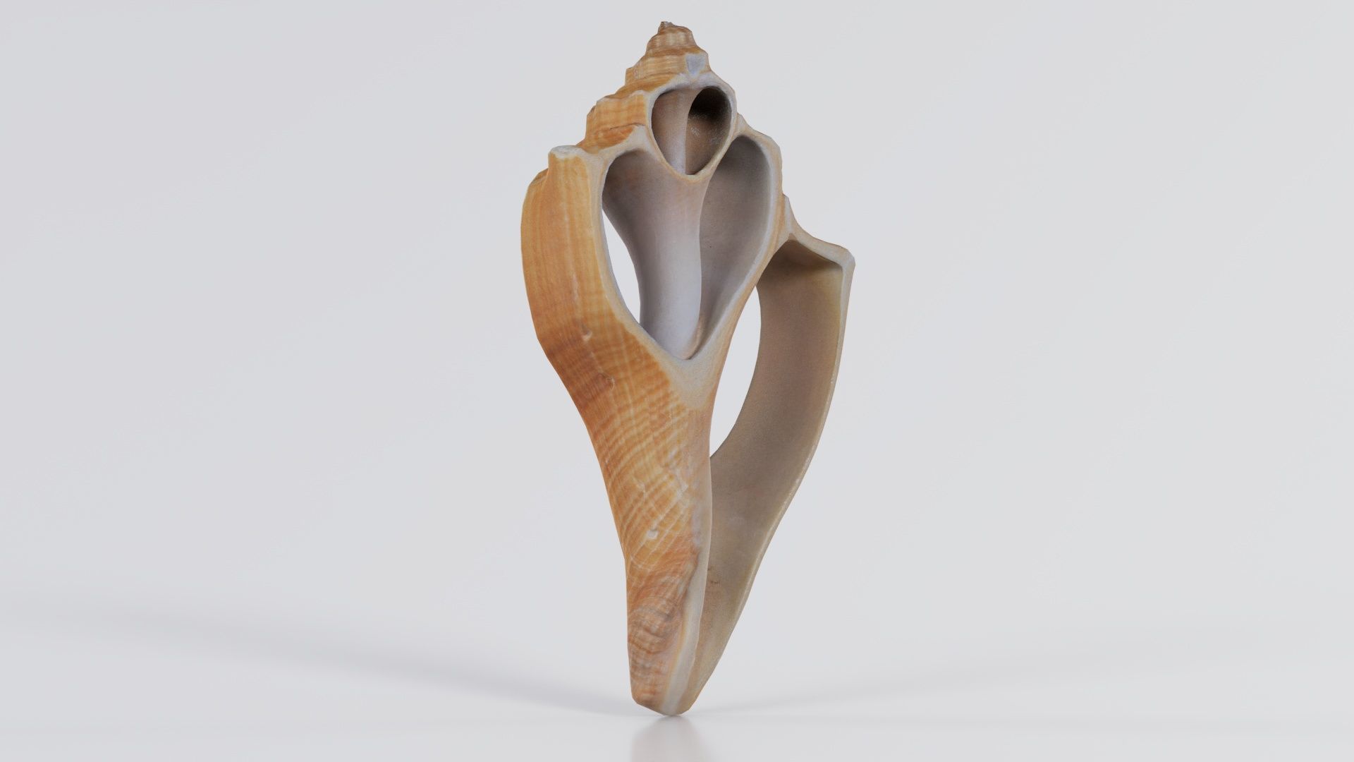 Cut Seashell Mollusk Low-poly 3D model_1