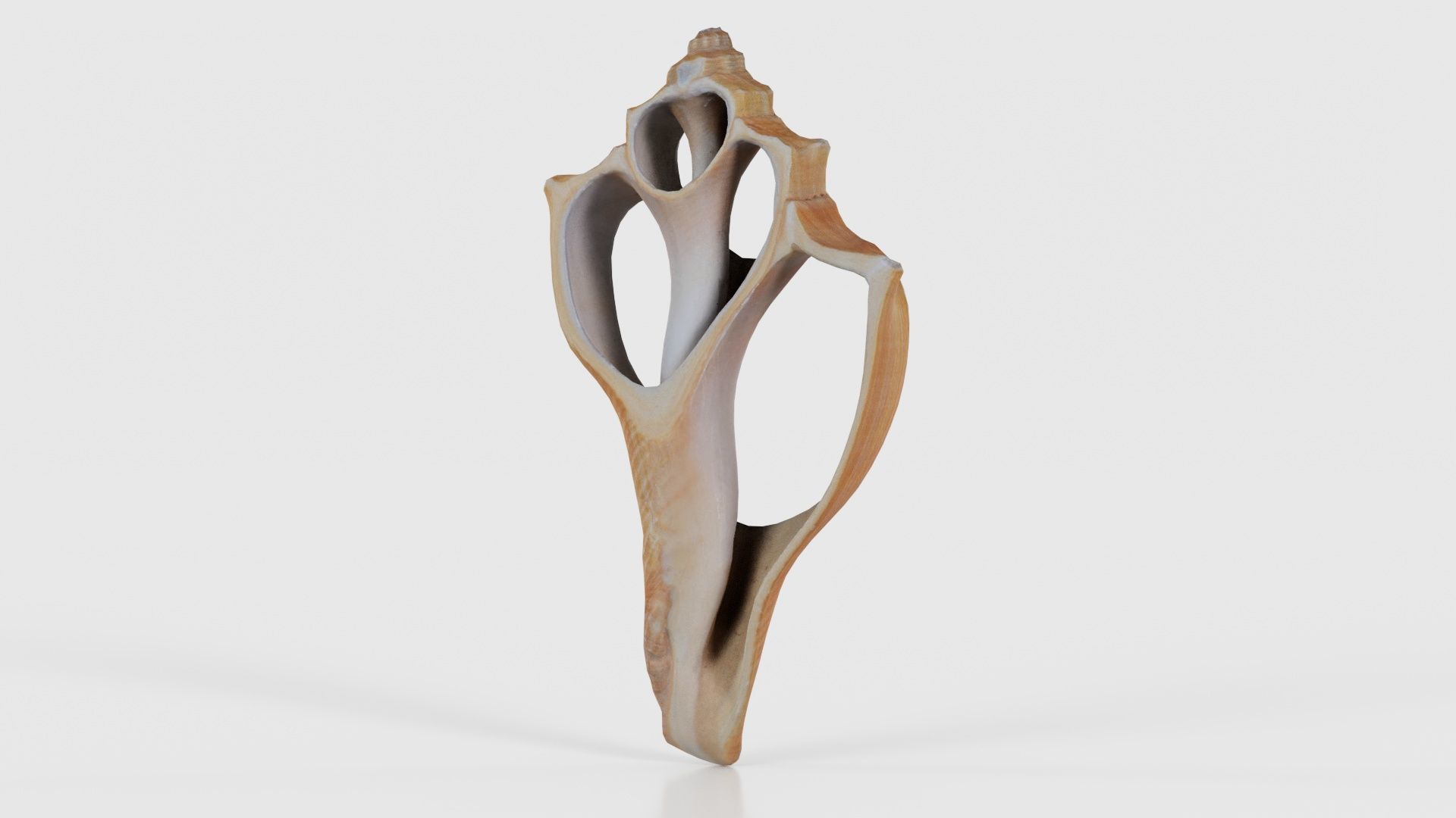 Cut Seashell Mollusk Low-poly 3D model_26