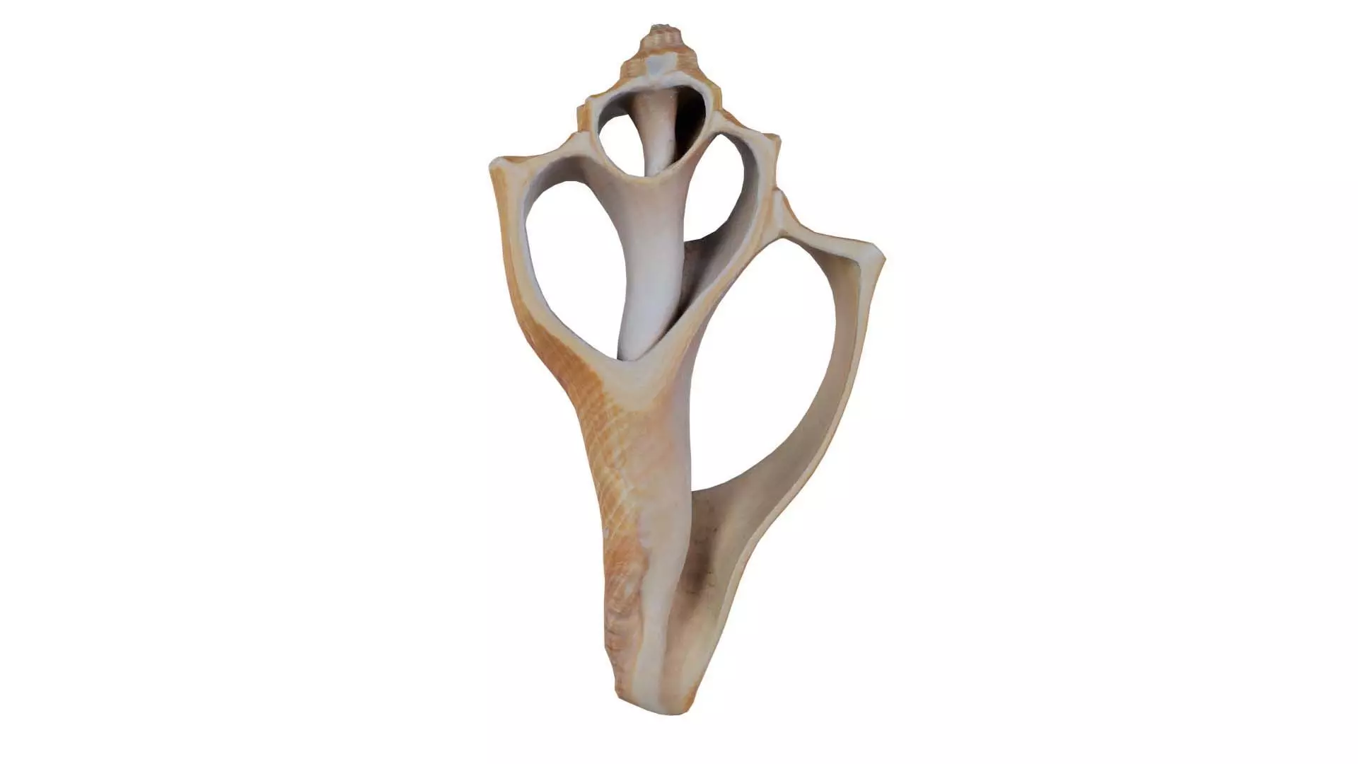 Cut Seashell Mollusk Low-poly 3D model_0