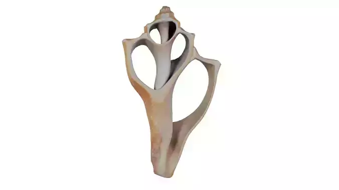 Cut Seashell Mollusk Low-poly 3D model