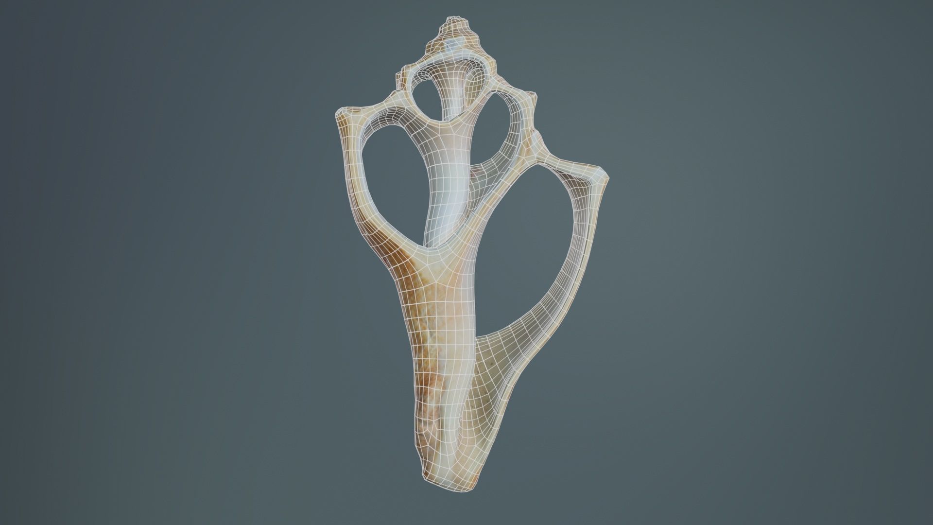Cut Seashell Mollusk Low-poly 3D model_9