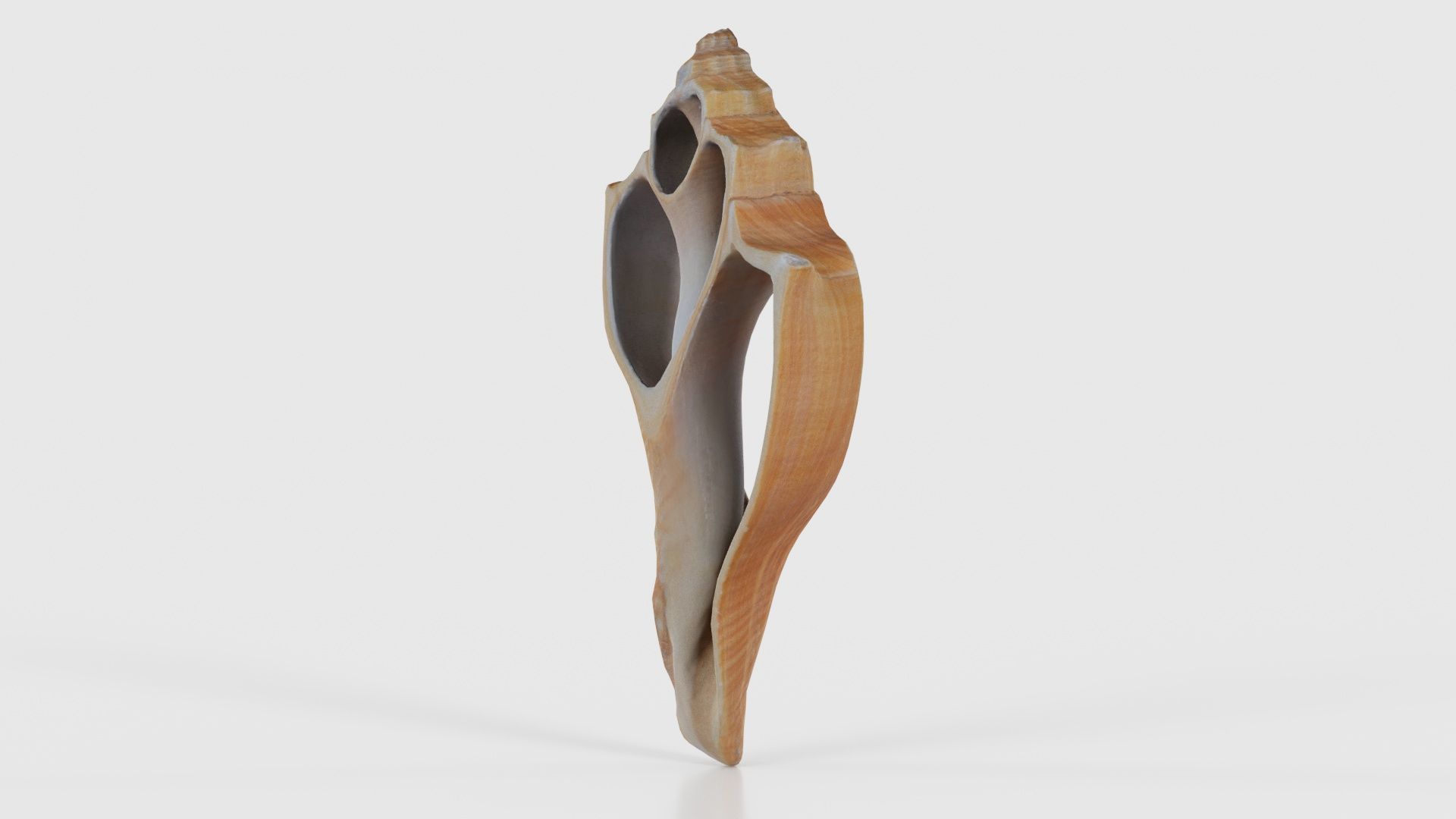 Cut Seashell Mollusk Low-poly 3D model_25