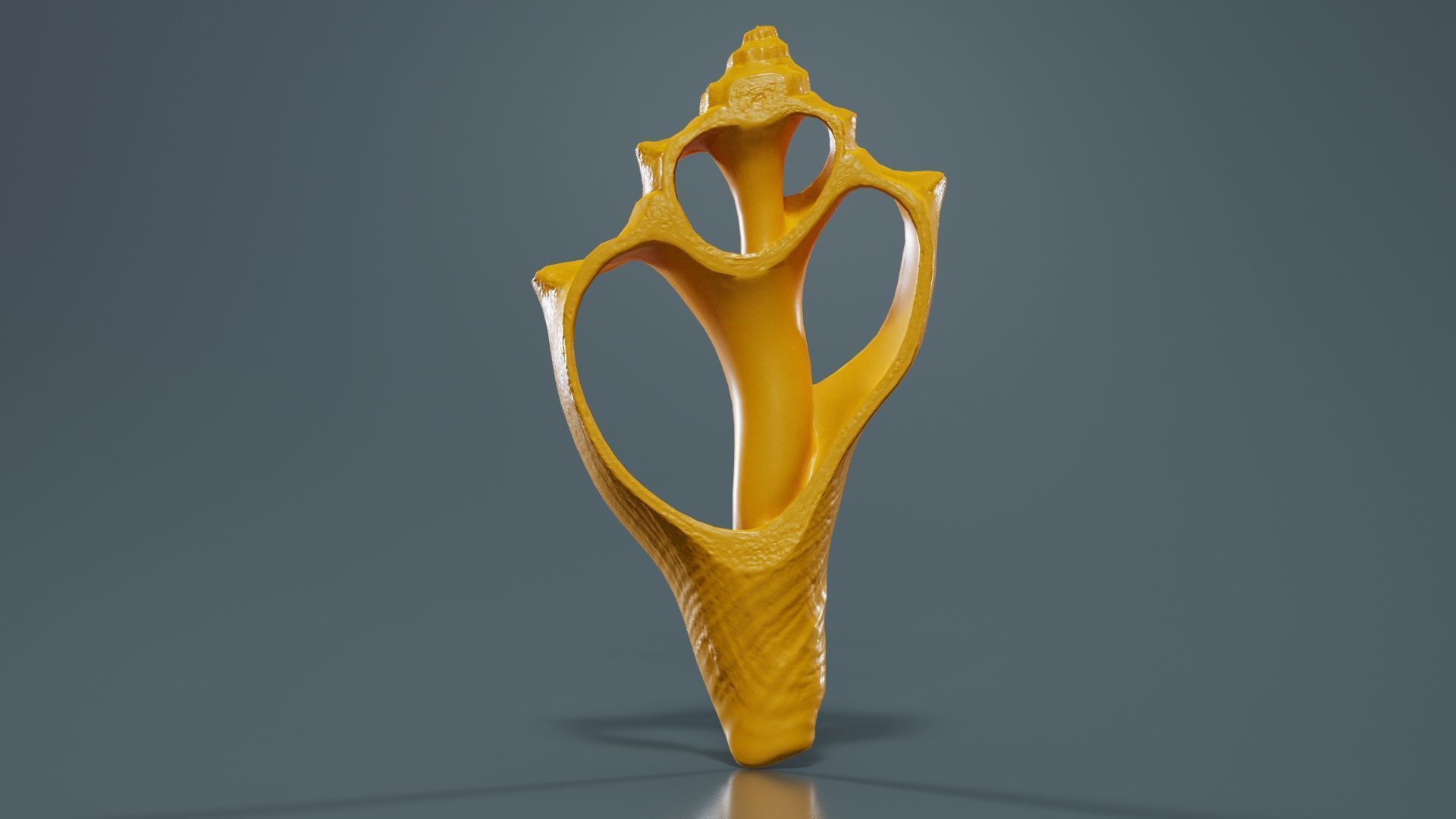 Cut Seashell Mollusk Low-poly 3D model_13
