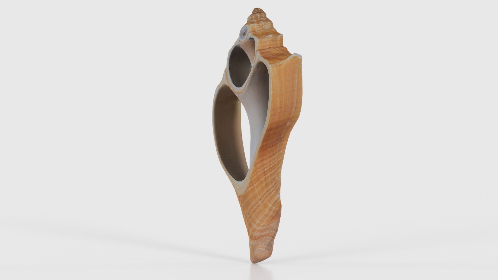 Cut Seashell Mollusk Low-poly 3D model_19