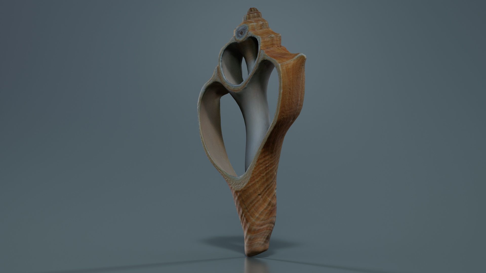 Cut Seashell Mollusk Low-poly 3D model_4