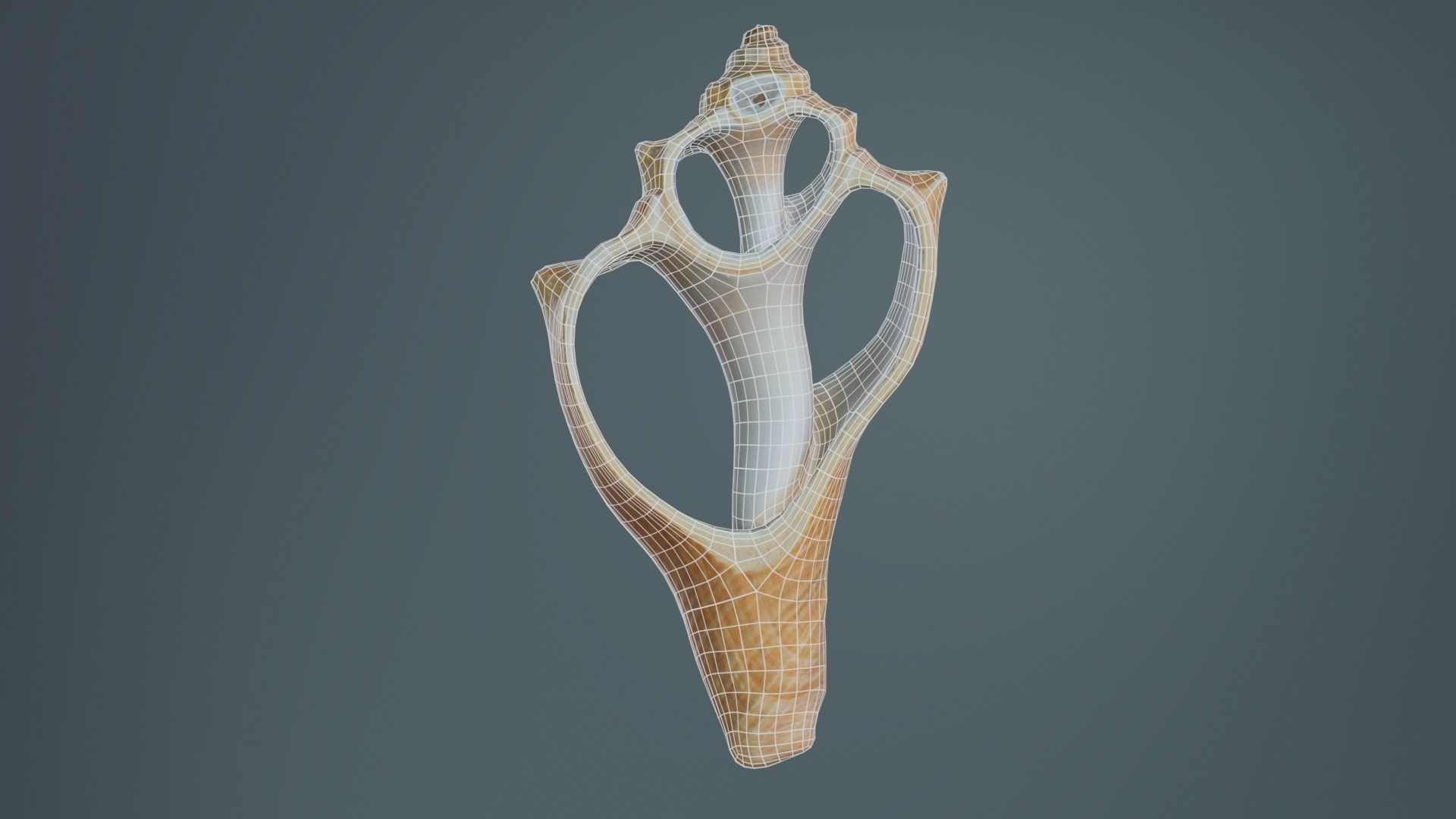Cut Seashell Mollusk Low-poly 3D model_10