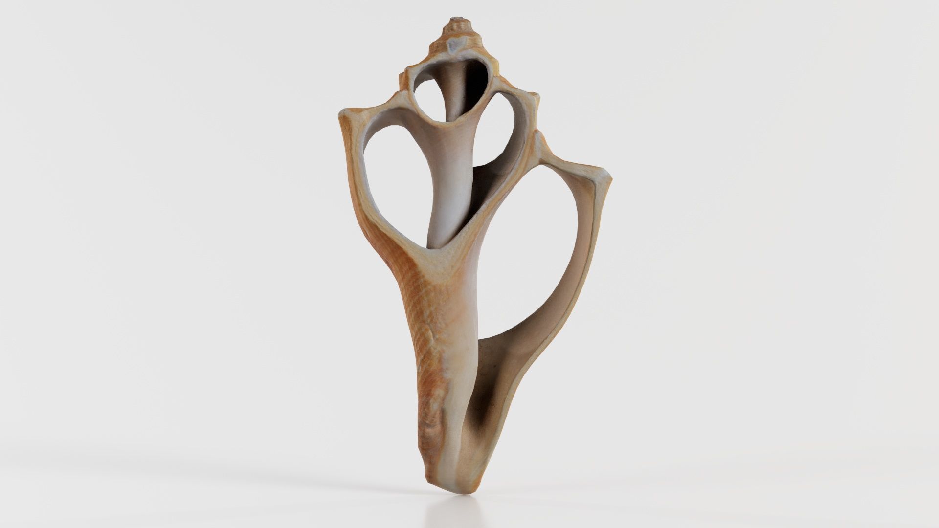 Cut Seashell Mollusk Low-poly 3D model_5