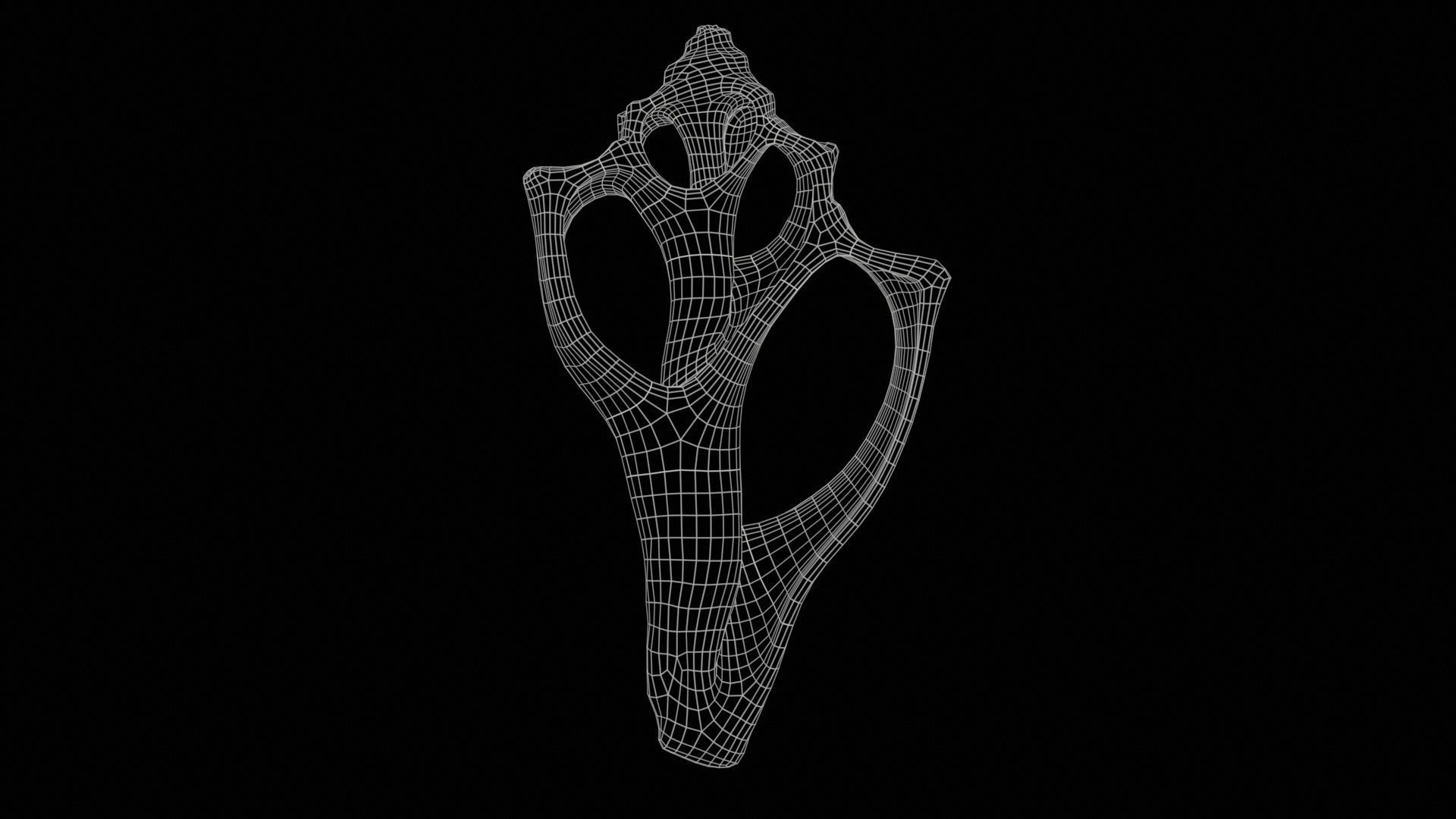 Cut Seashell Mollusk Low-poly 3D model_11