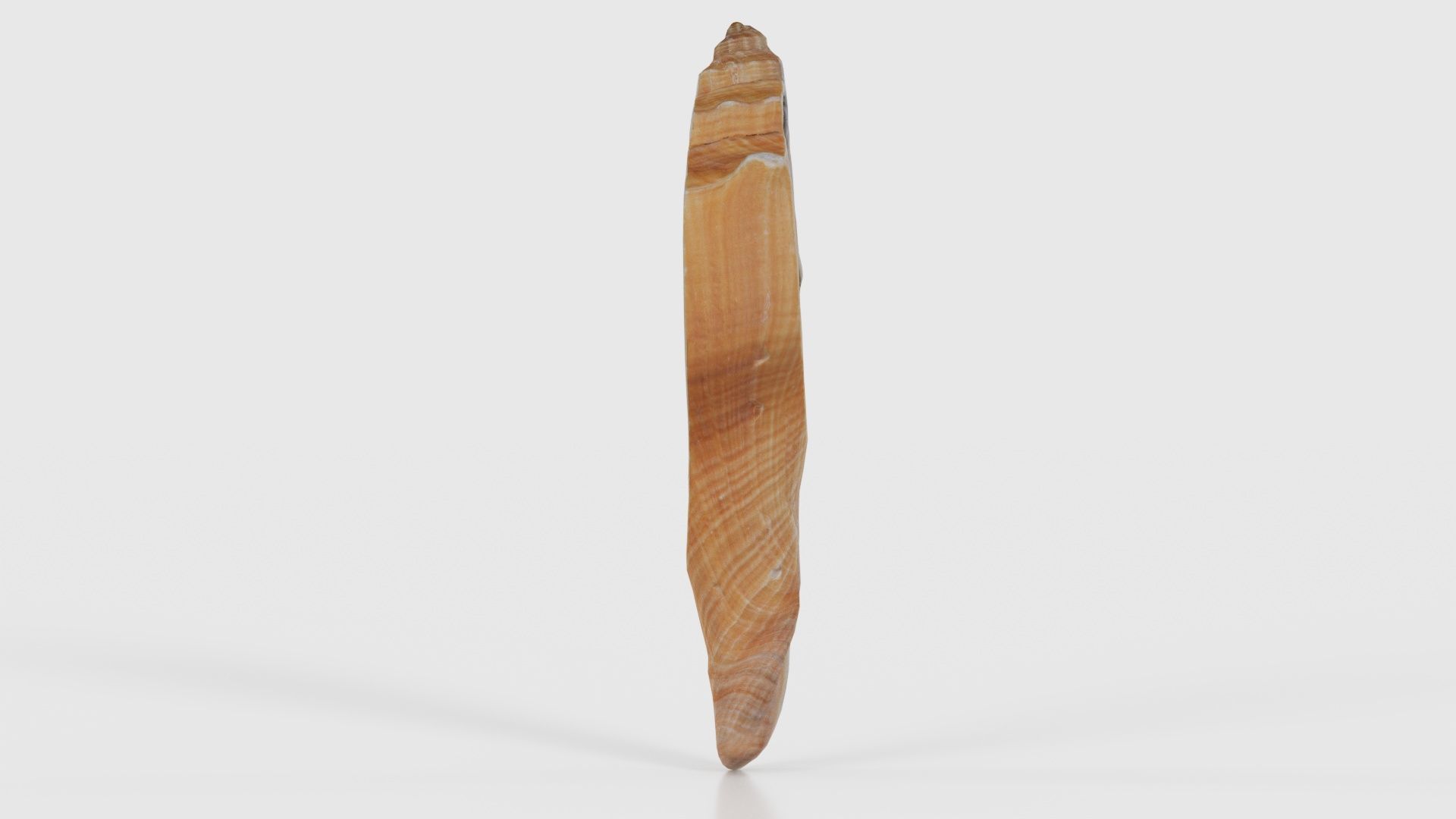 Cut Seashell Mollusk Low-poly 3D model_18