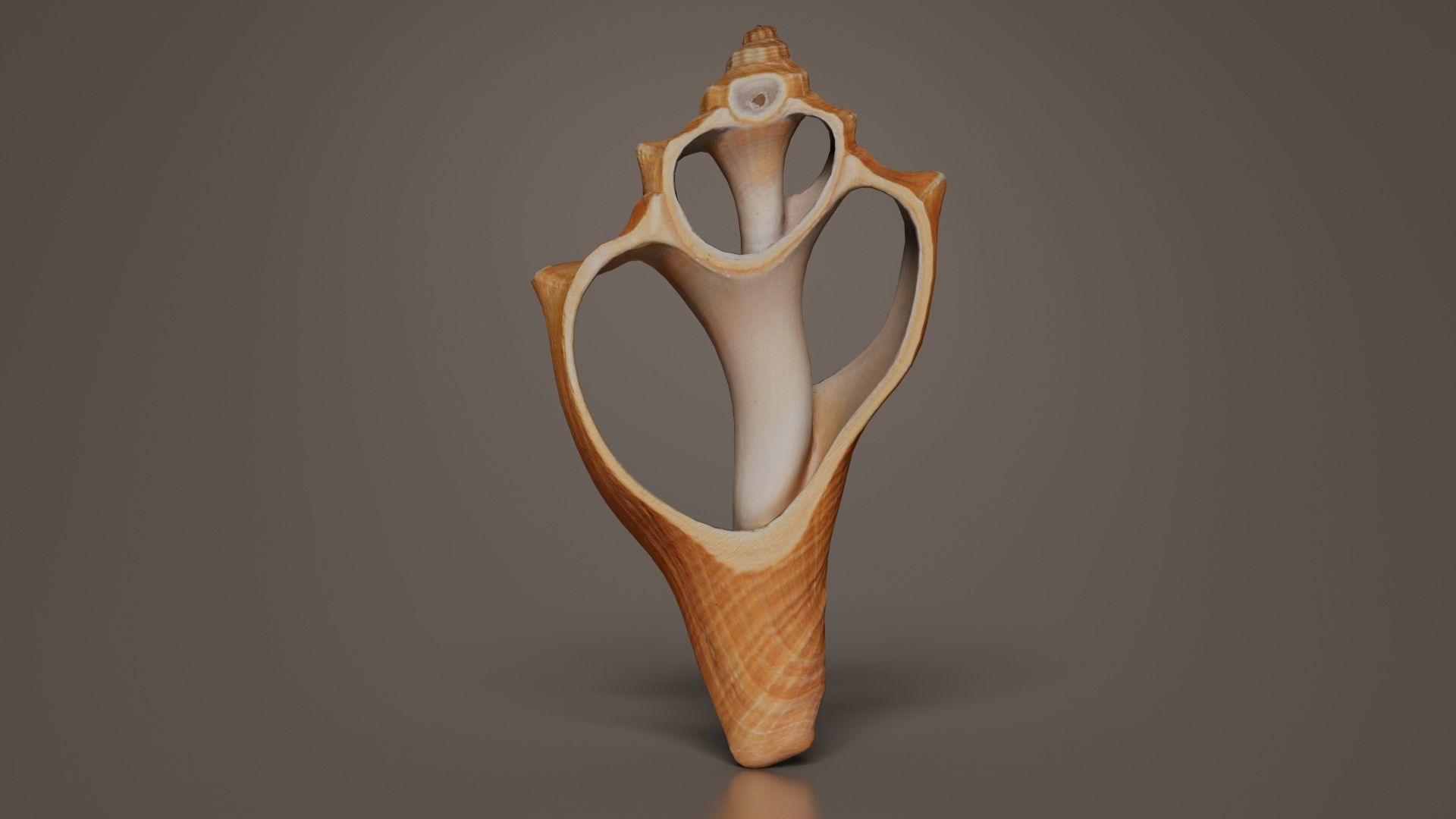 Cut Seashell Mollusk Low-poly 3D model_2