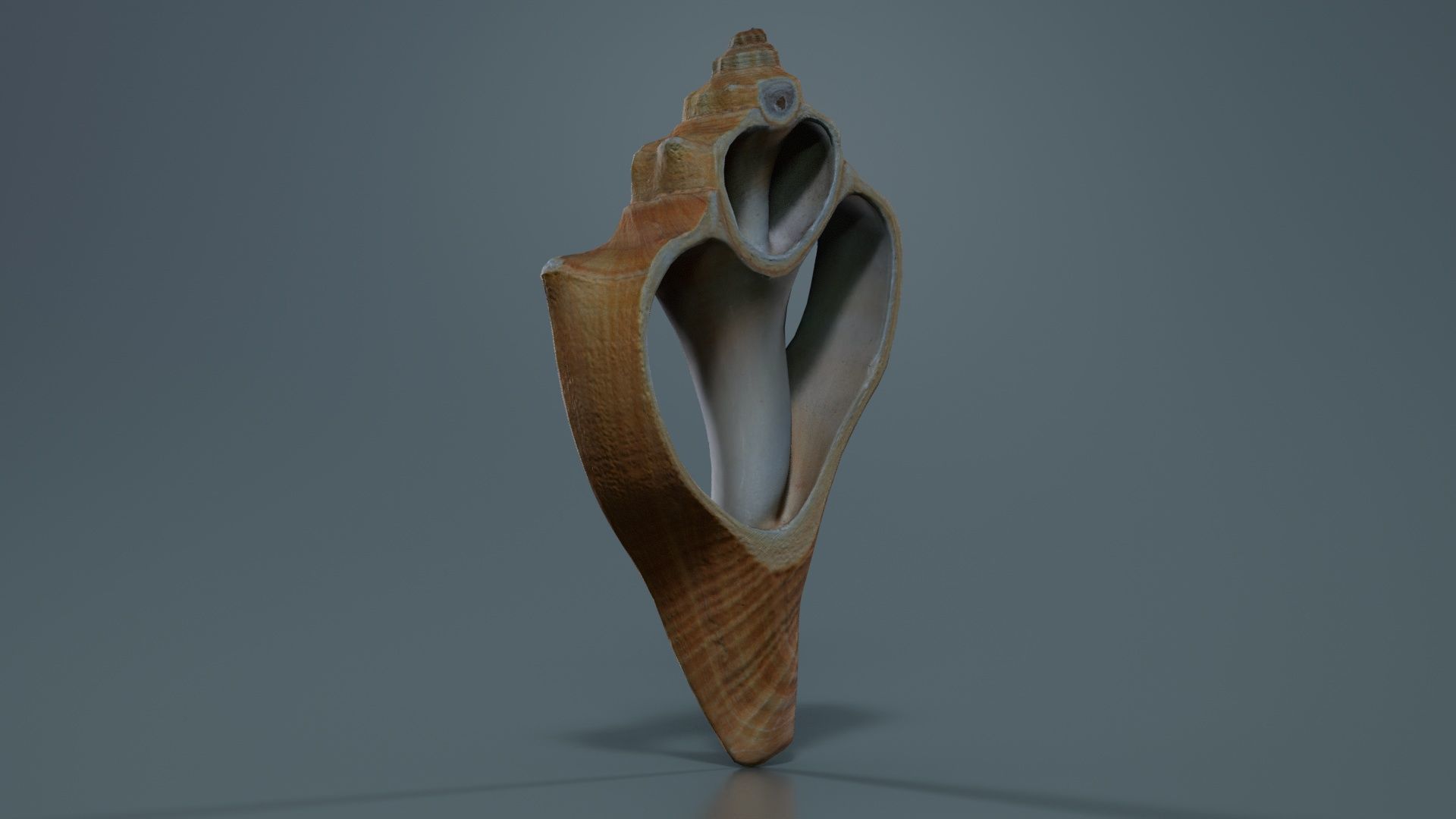 Cut Seashell Mollusk Low-poly 3D model_7