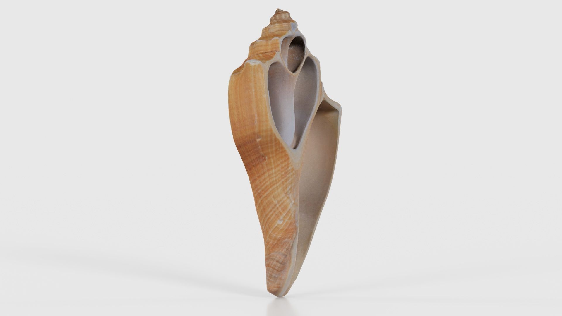 Cut Seashell Mollusk Low-poly 3D model_17
