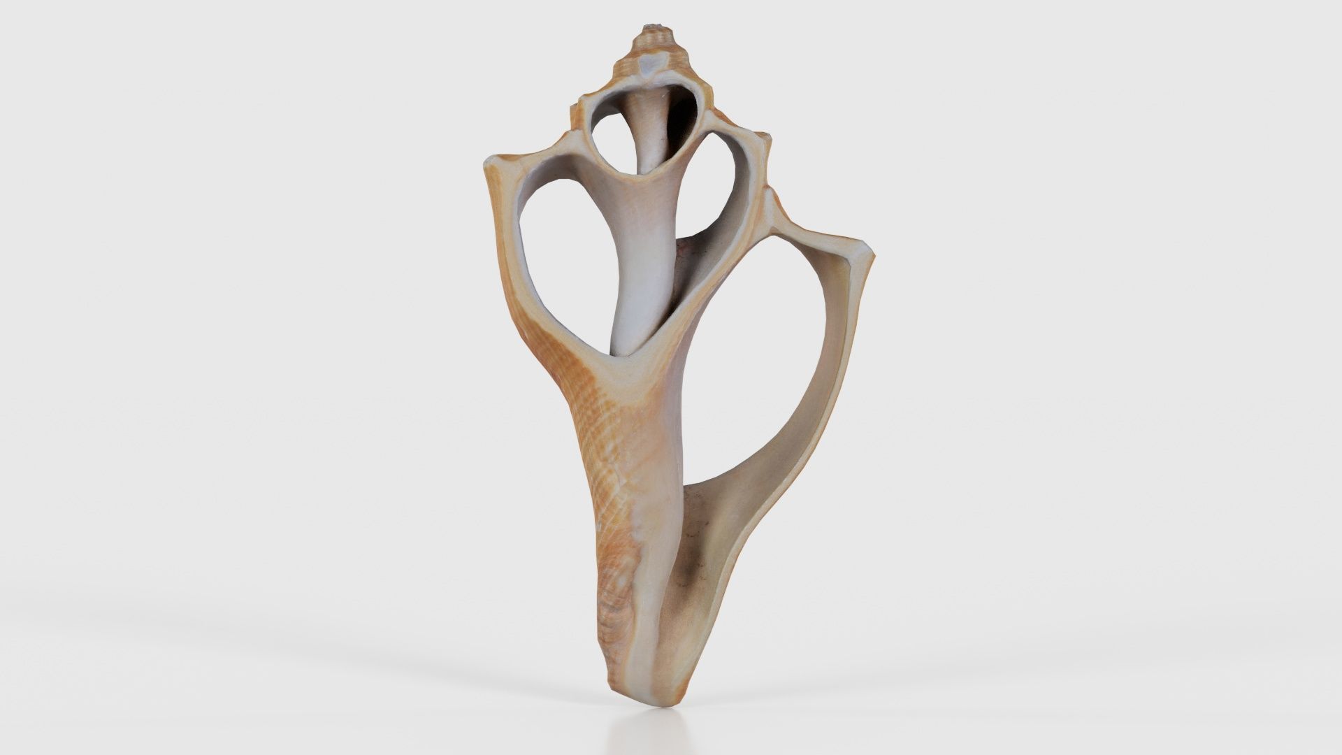 Cut Seashell Mollusk Low-poly 3D model_15