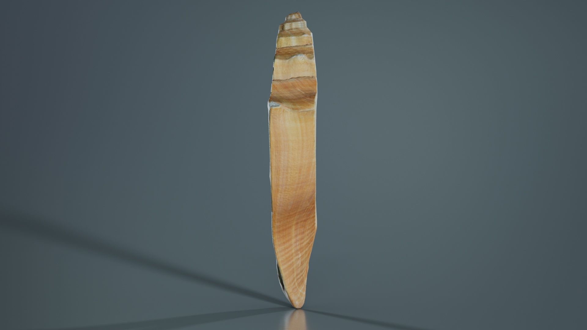 Cut Seashell Mollusk Low-poly 3D model_8