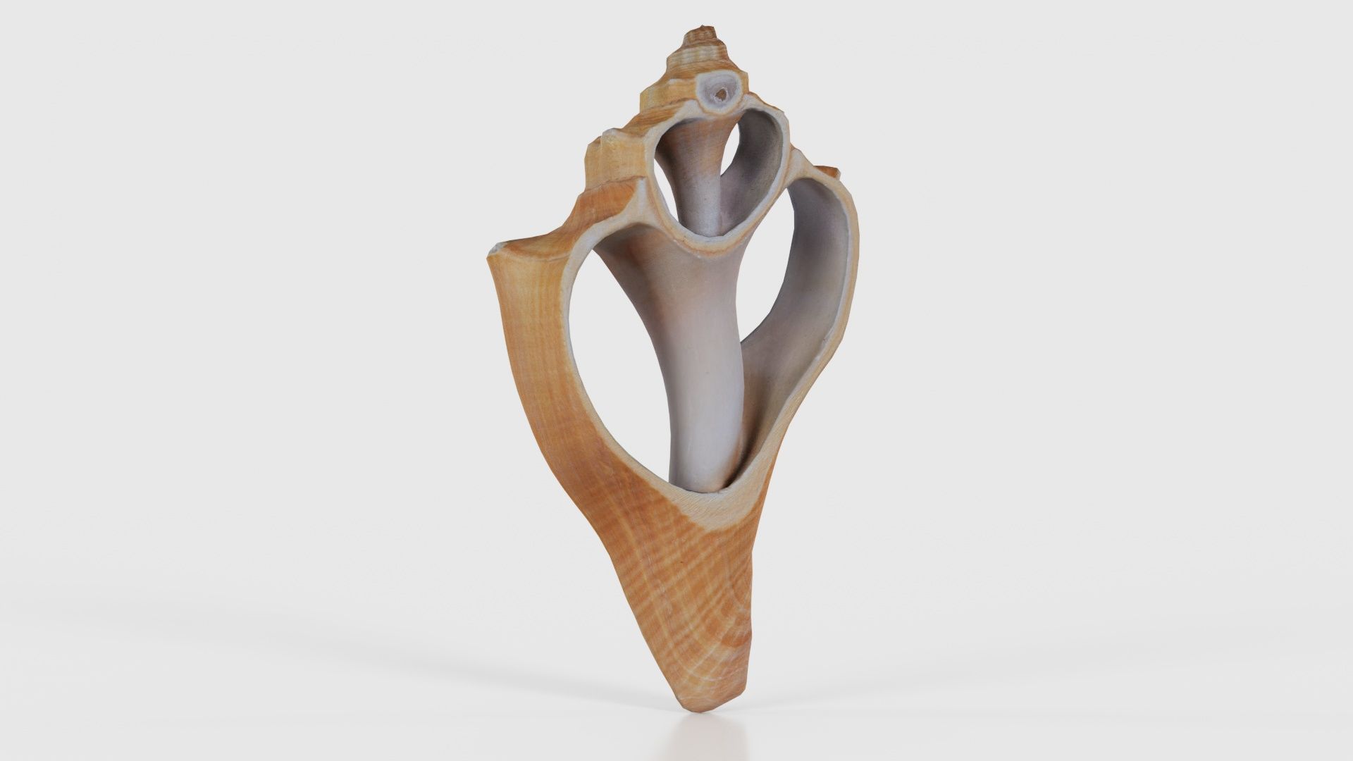 Cut Seashell Mollusk Low-poly 3D model_22