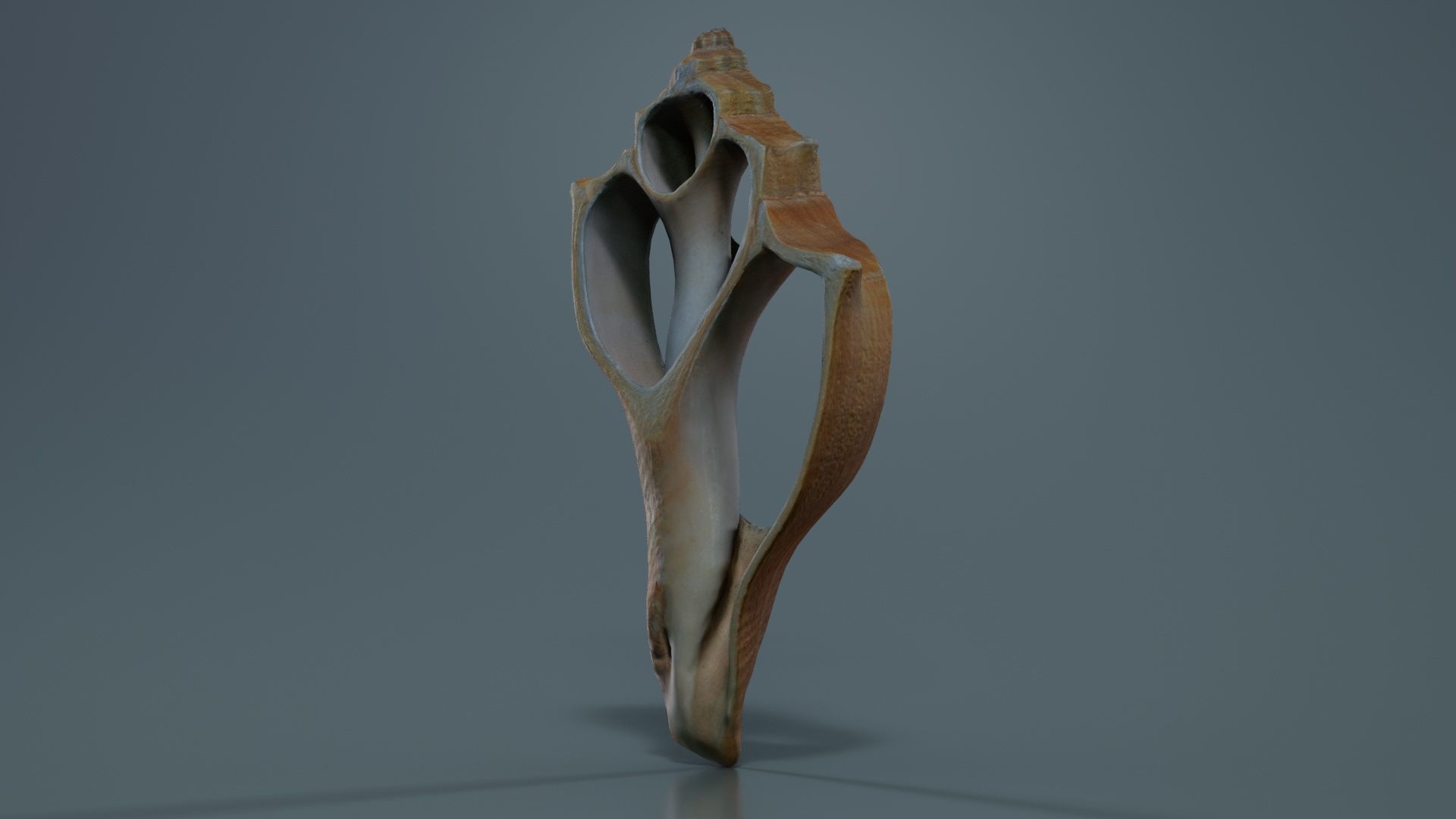 Cut Seashell Mollusk Low-poly 3D model_3