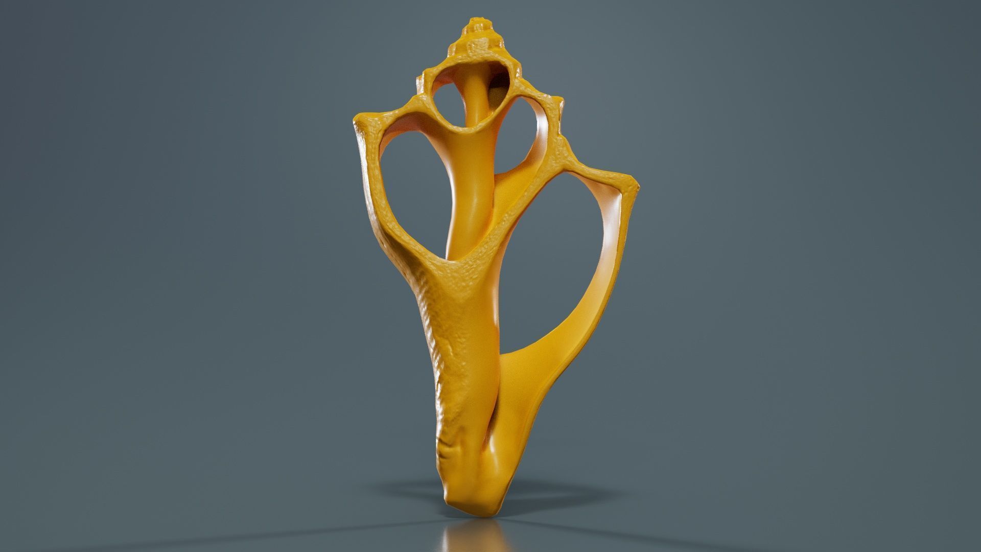Cut Seashell Mollusk Low-poly 3D model_12