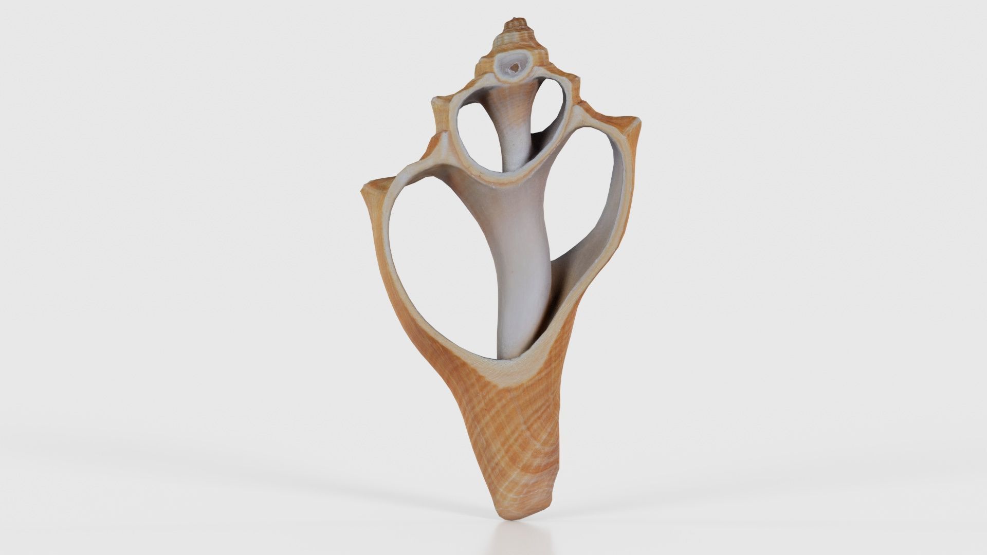 Cut Seashell Mollusk Low-poly 3D model_21