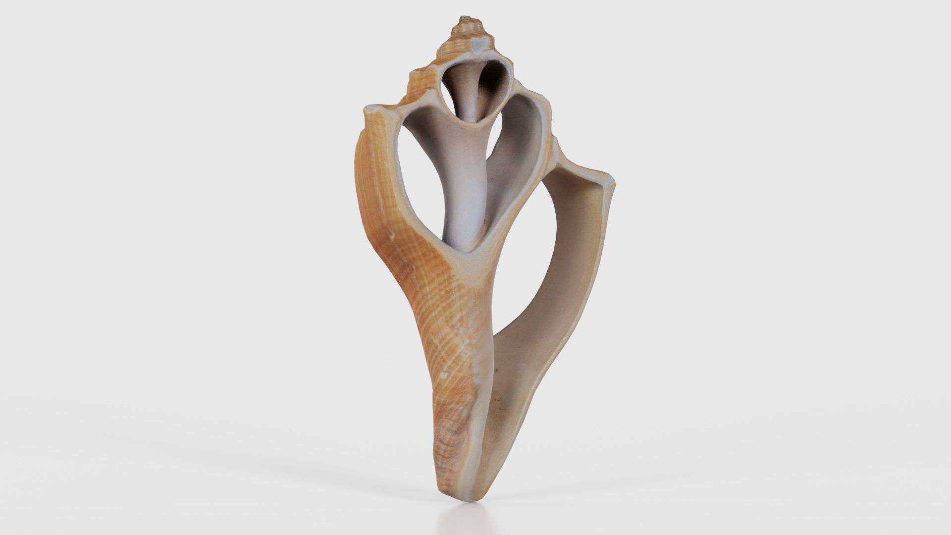 Cut Seashell Mollusk Low-poly 3D model_16