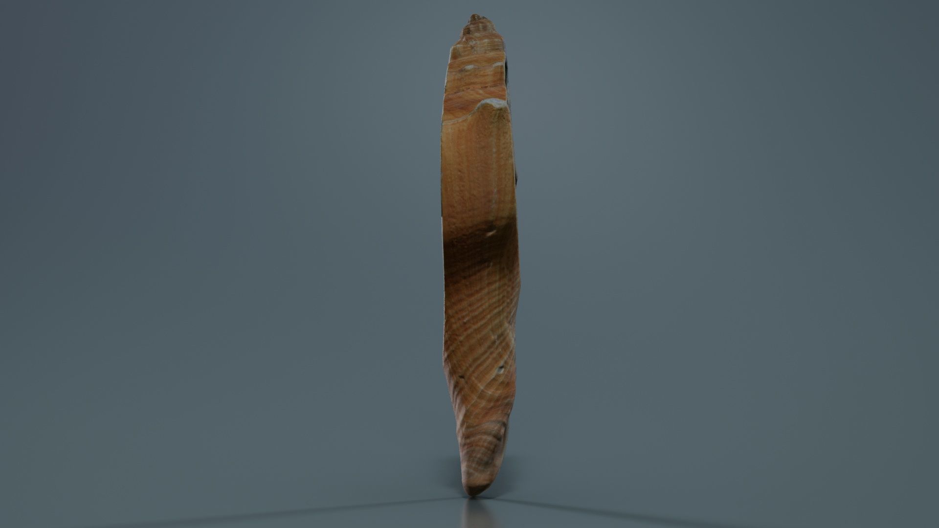 Cut Seashell Mollusk Low-poly 3D model_6