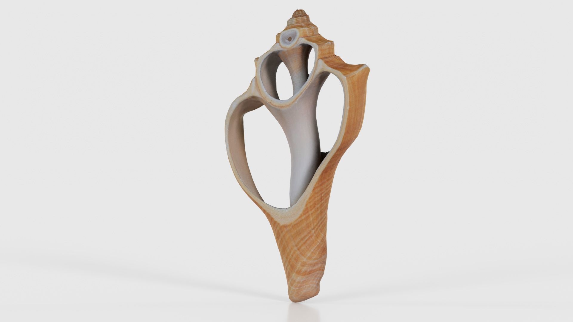 Cut Seashell Mollusk Low-poly 3D model_20