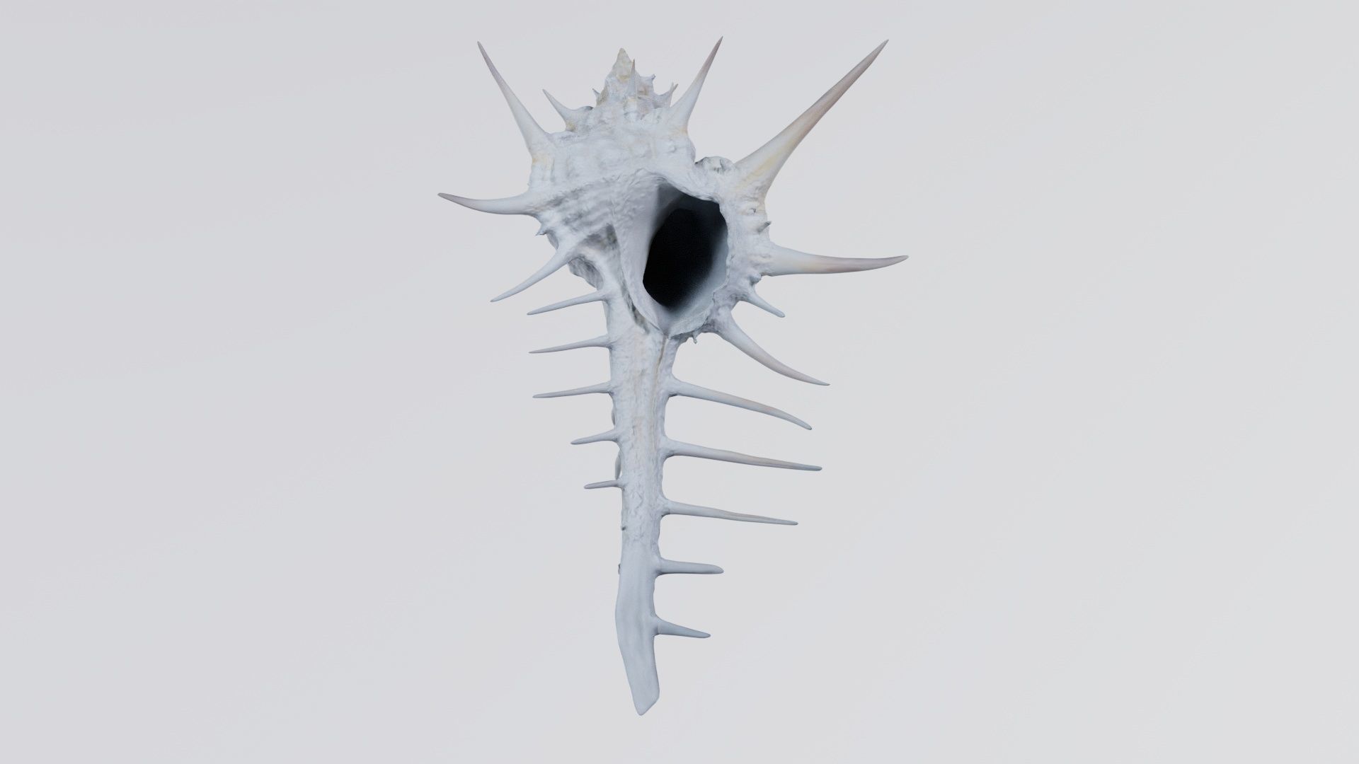 Murex Grassispina Sea Shell Low-poly 3D model_2