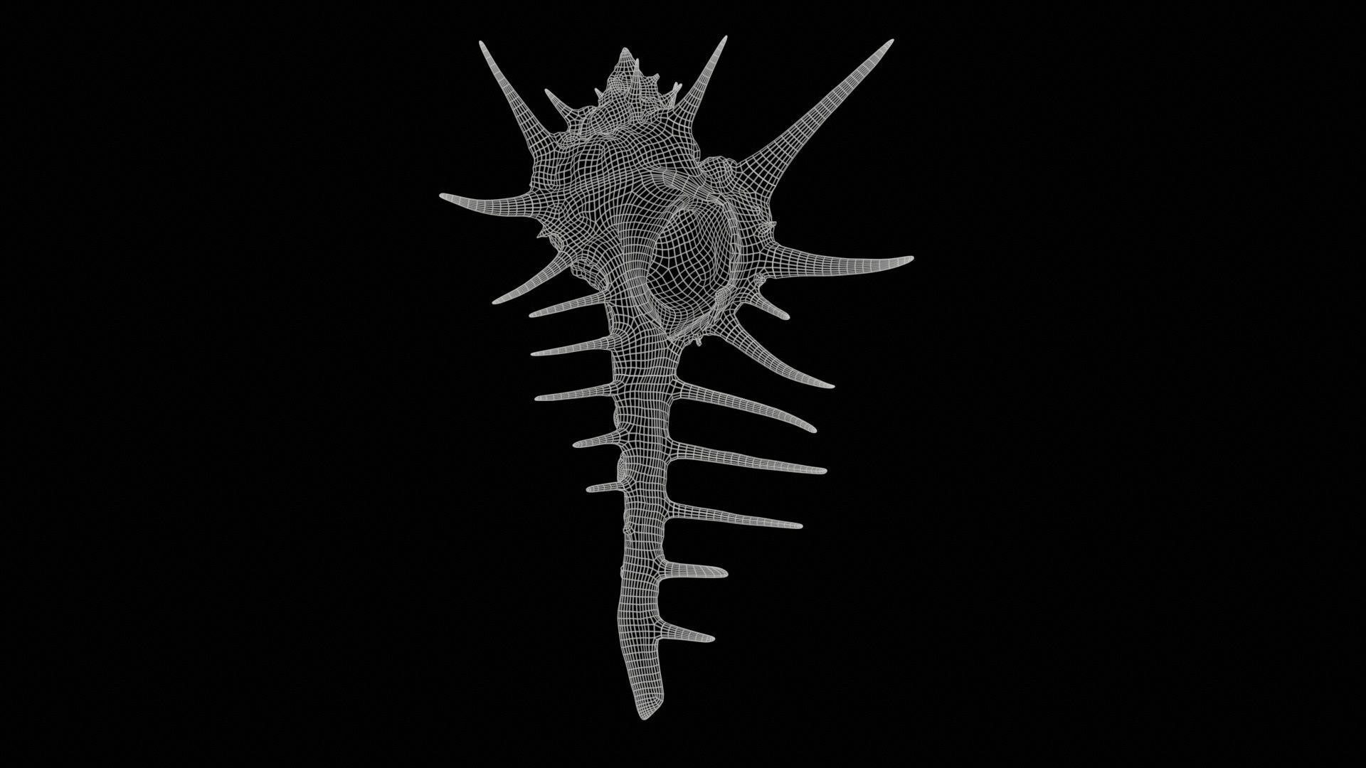 Murex Grassispina Sea Shell Low-poly 3D model_11