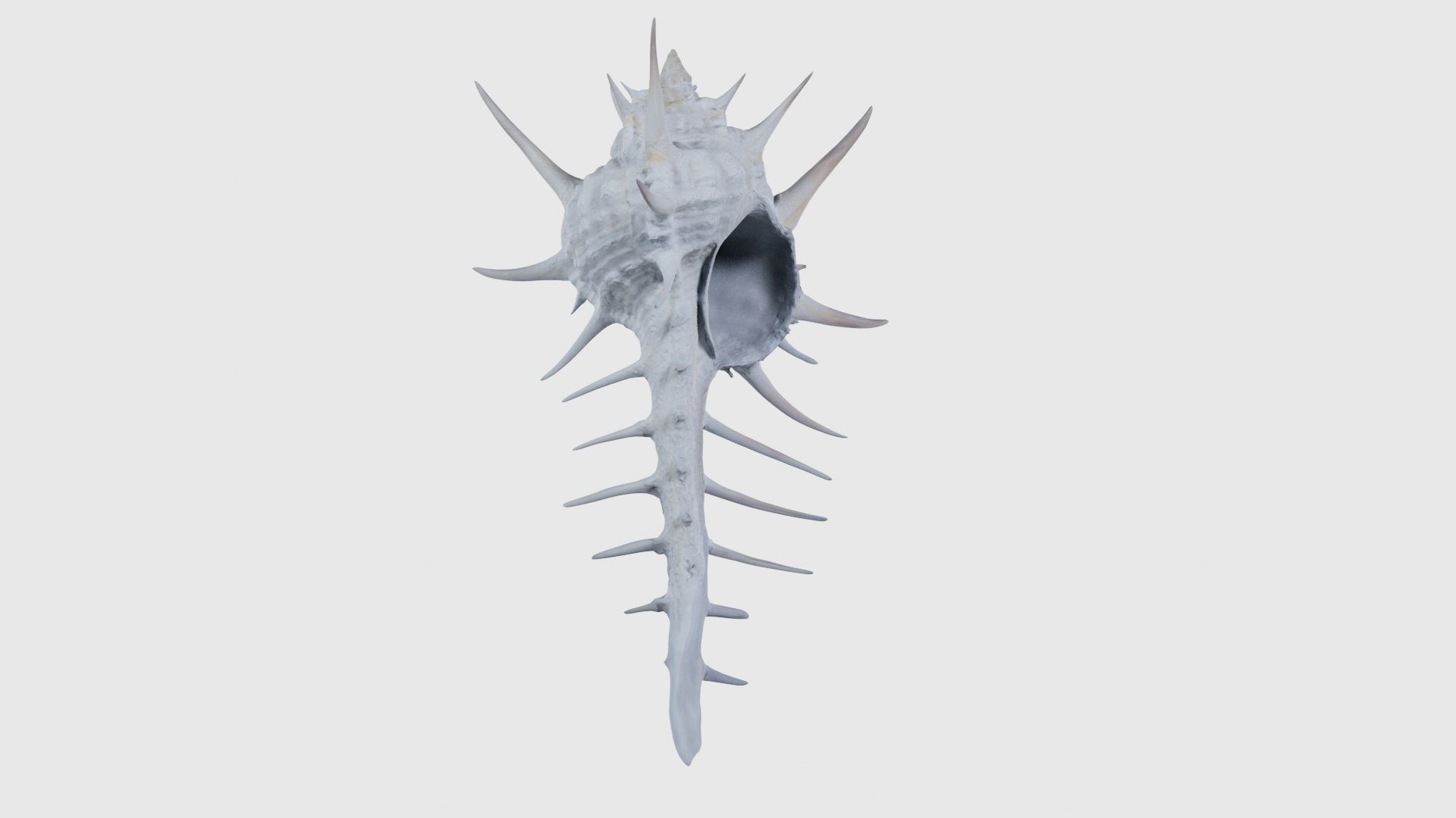 Murex Grassispina Sea Shell Low-poly 3D model_17