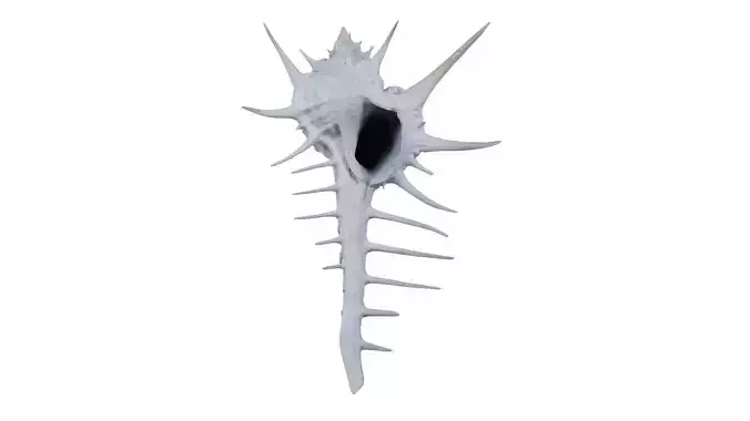 Murex Grassispina Sea Shell Low-poly 3D model Murex Grassispina Sea Shell Low-poly 3D model