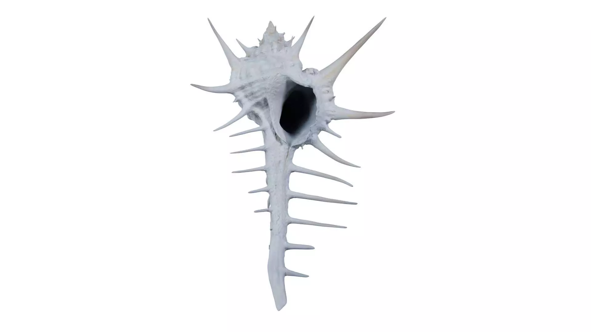 Murex Grassispina Sea Shell Low-poly 3D model_0