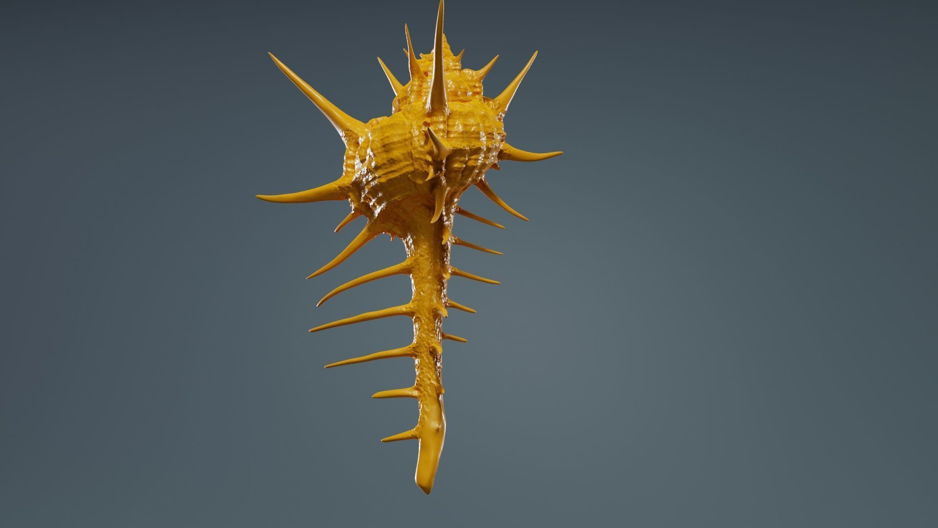 Murex Grassispina Sea Shell Low-poly 3D model_13