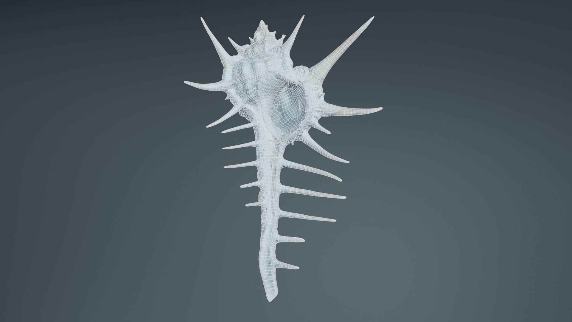 Murex Grassispina Sea Shell Low-poly 3D model_9