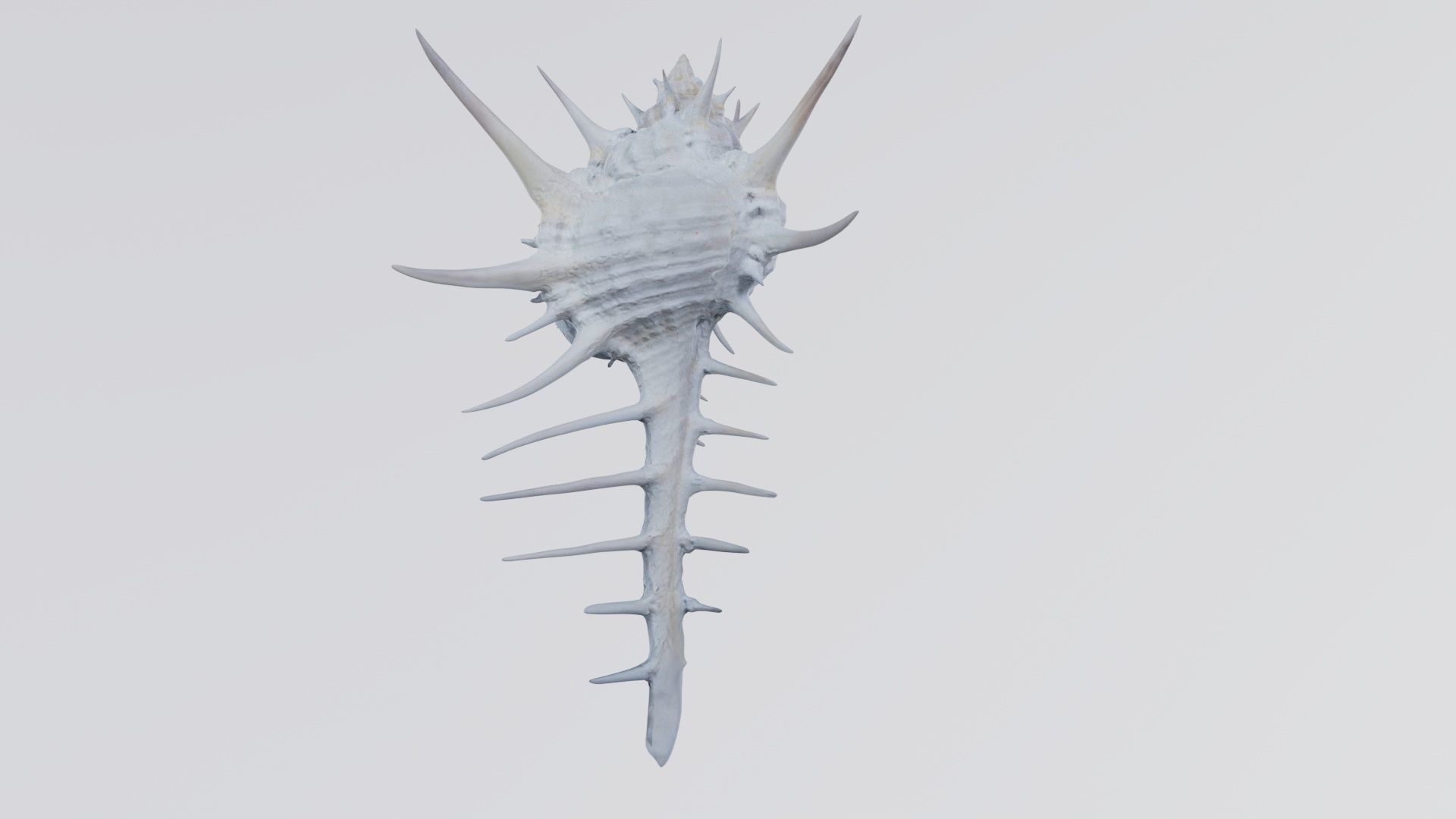 Murex Grassispina Sea Shell Low-poly 3D model_4