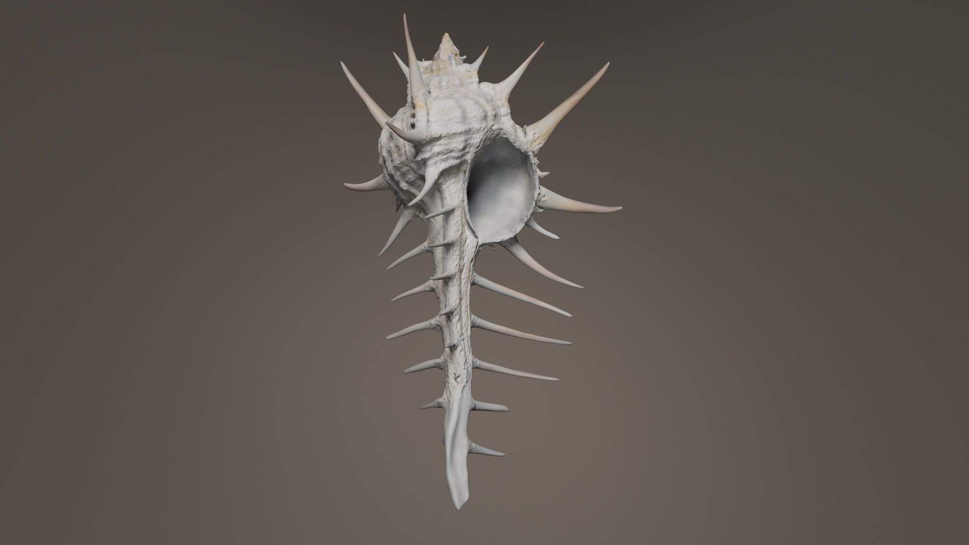 Murex Grassispina Sea Shell Low-poly 3D model_5