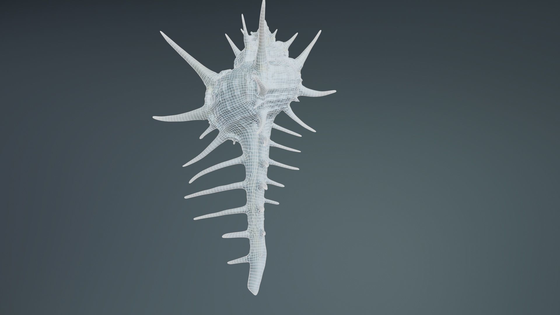 Murex Grassispina Sea Shell Low-poly 3D model_10