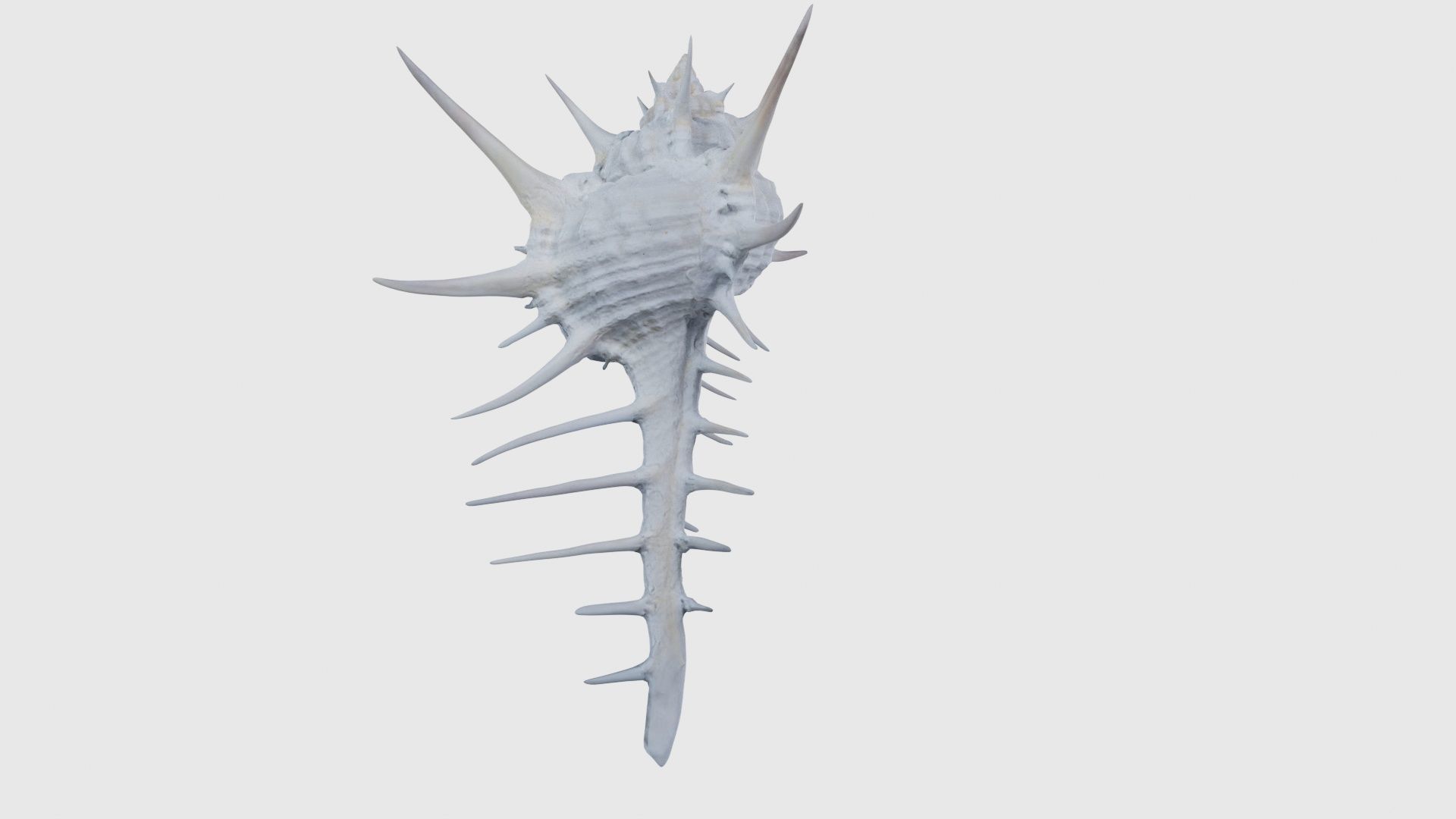 Murex Grassispina Sea Shell Low-poly 3D model_22