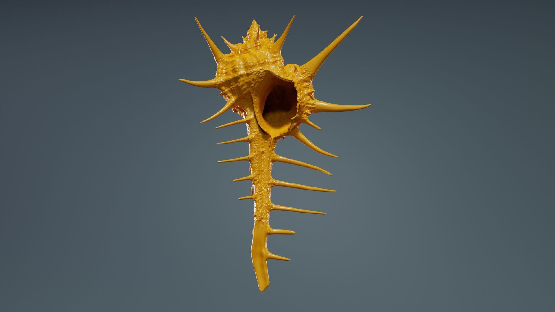 Murex Grassispina Sea Shell Low-poly 3D model_12