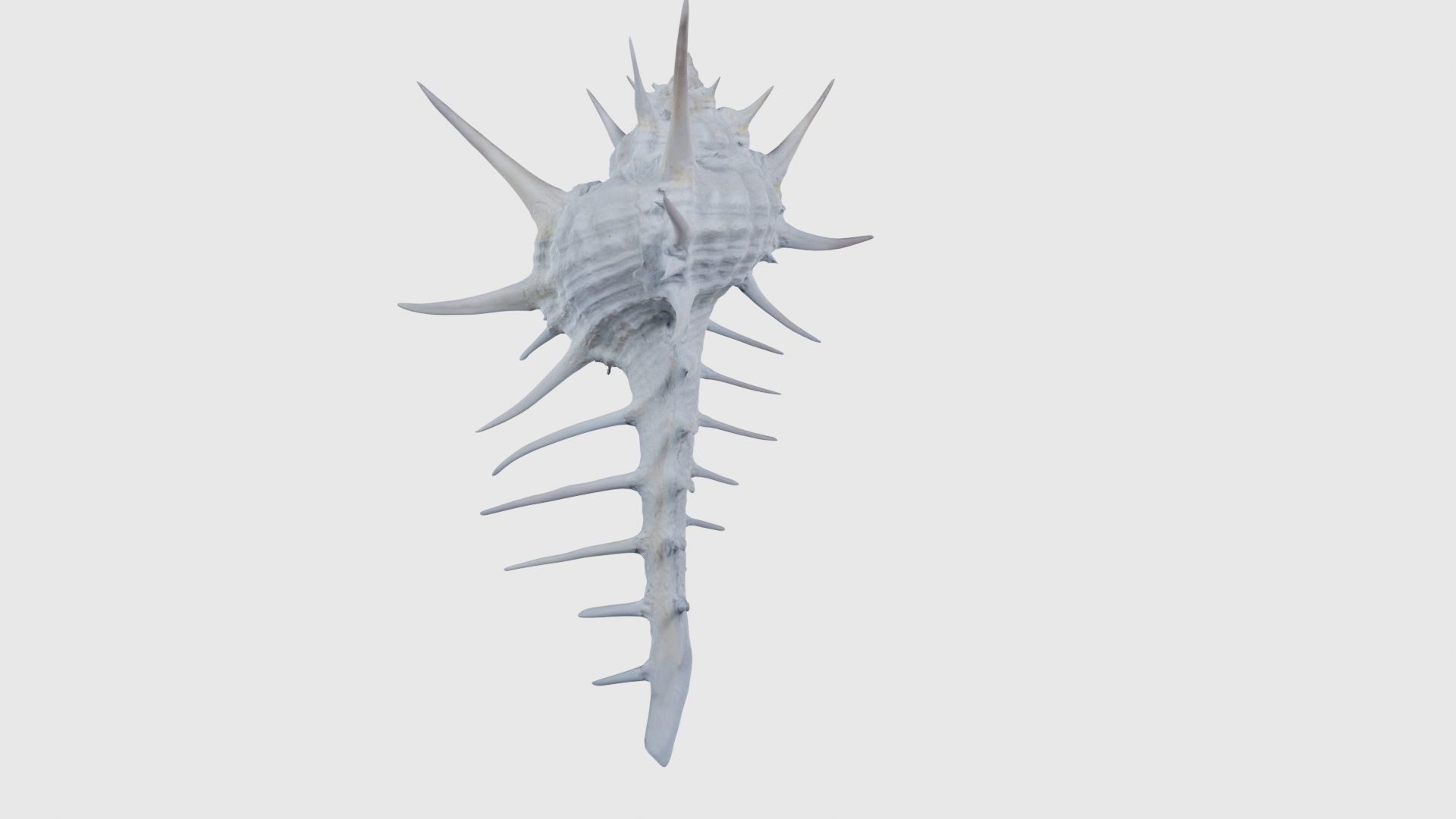 Murex Grassispina Sea Shell Low-poly 3D model_21