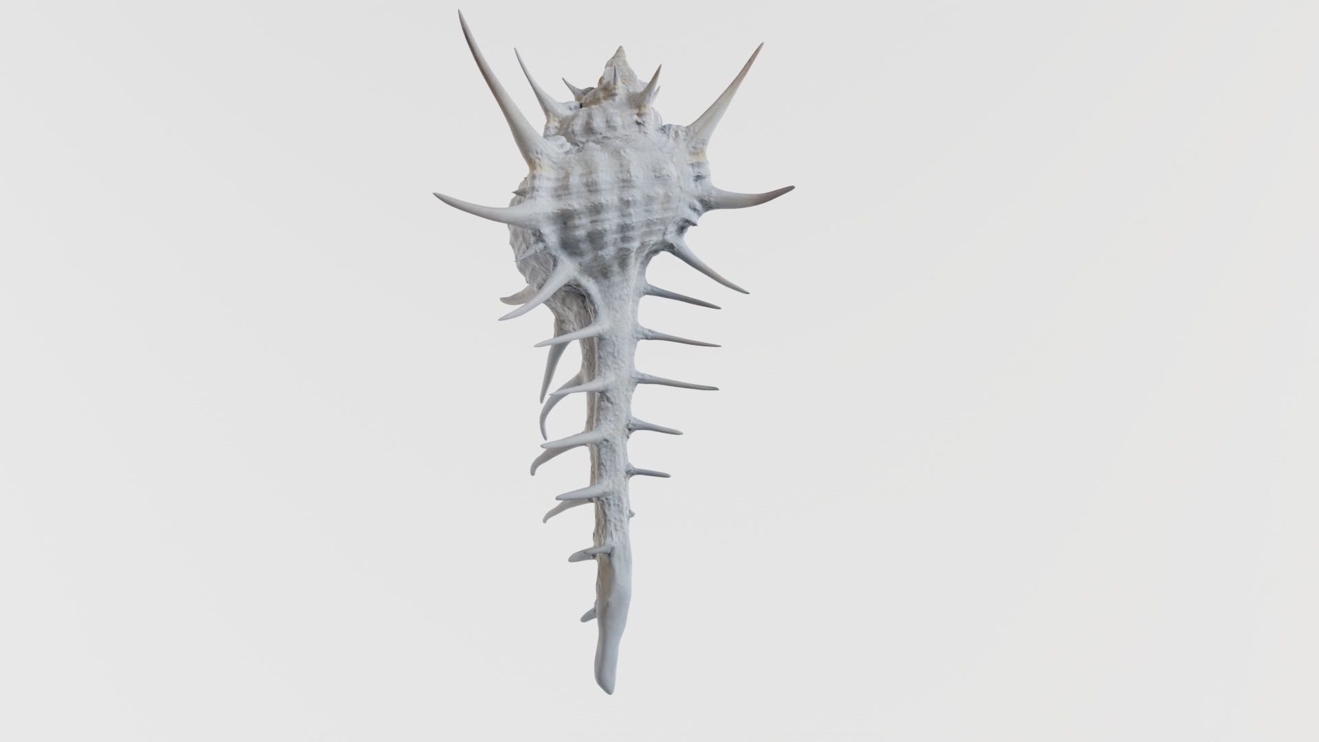 Murex Grassispina Sea Shell Low-poly 3D model_8