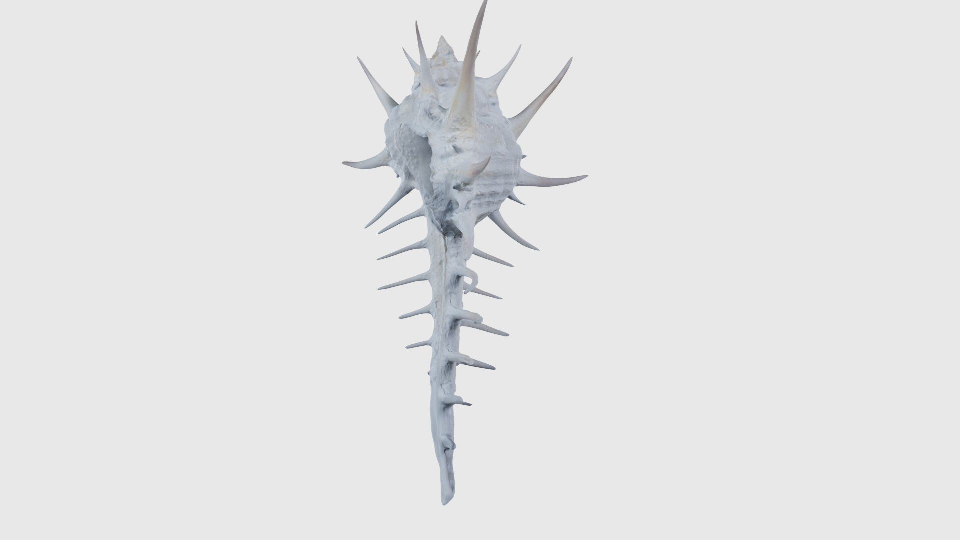 Murex Grassispina Sea Shell Low-poly 3D model_25