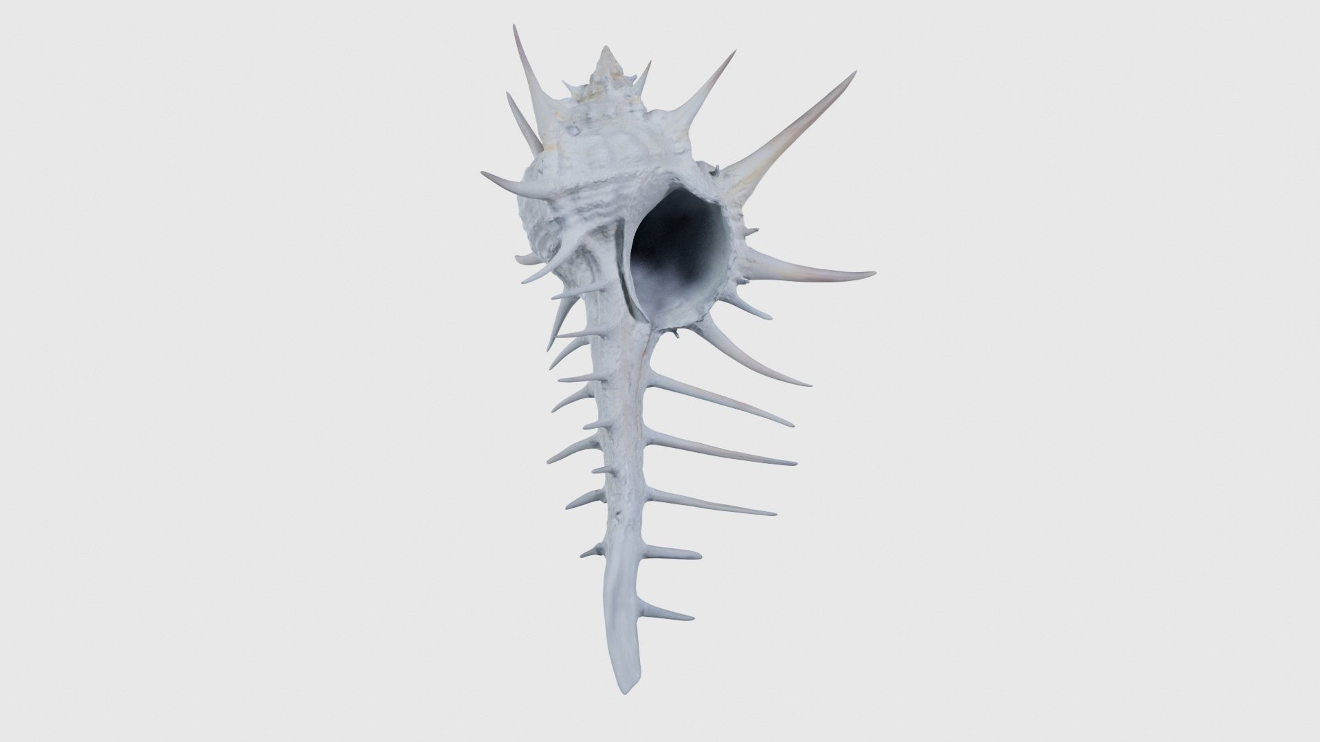 Murex Grassispina Sea Shell Low-poly 3D model_16