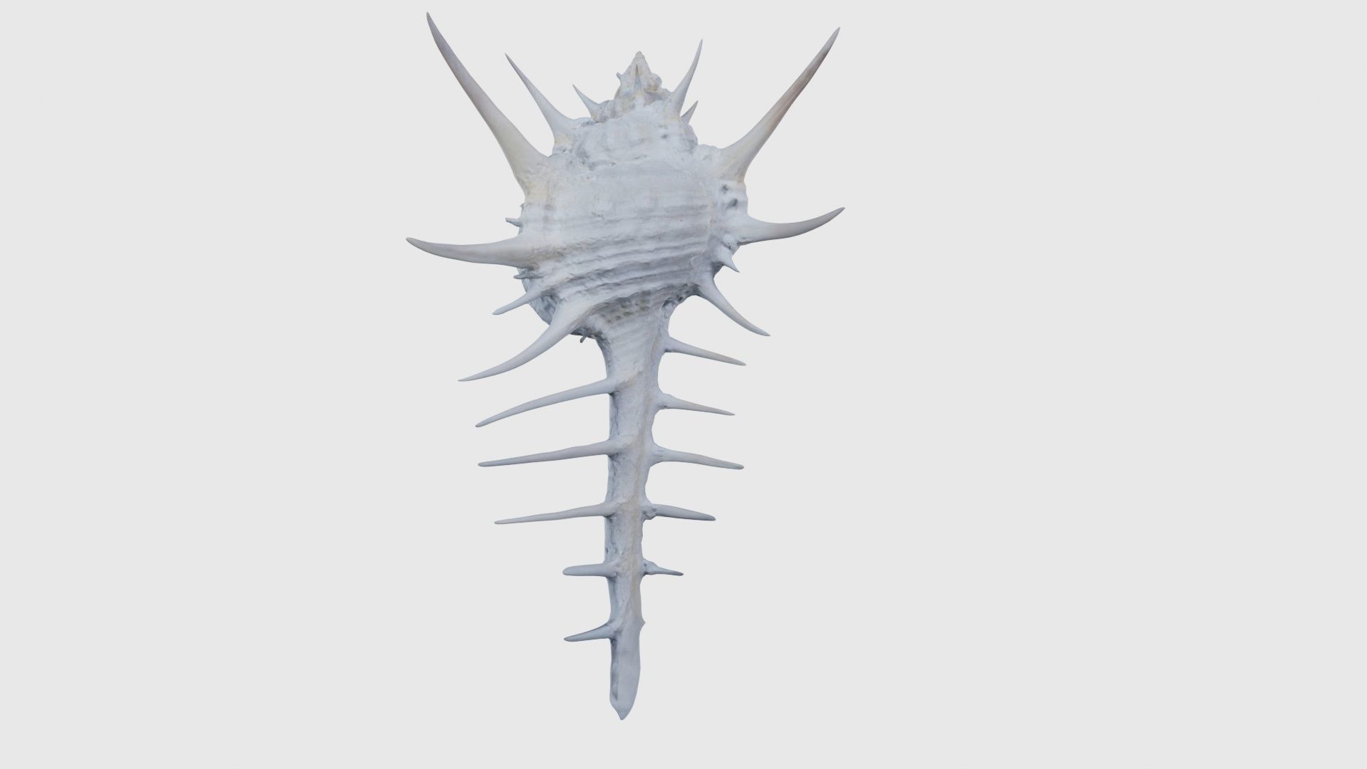 Murex Grassispina Sea Shell Low-poly 3D model_23